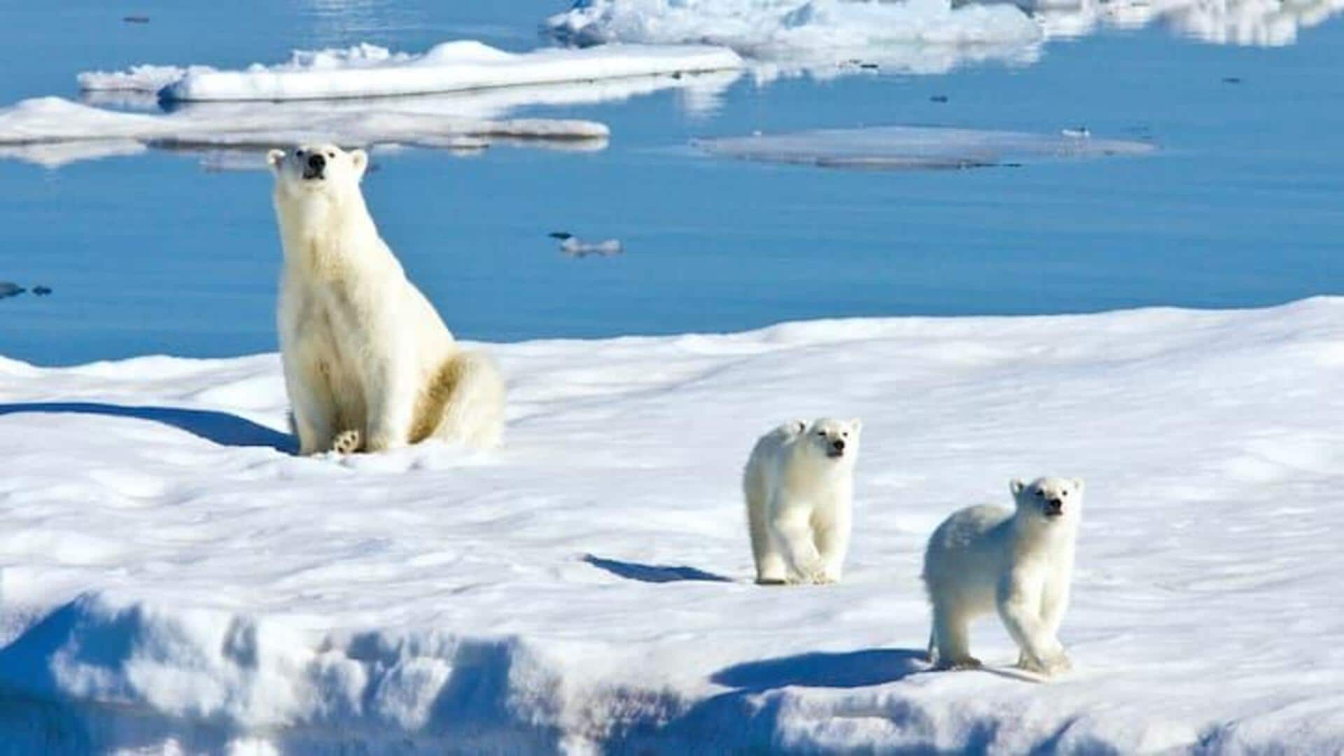 Mulailah Petualangan Arktik Yang Menakjubkan Di Svalbard, Norwegia