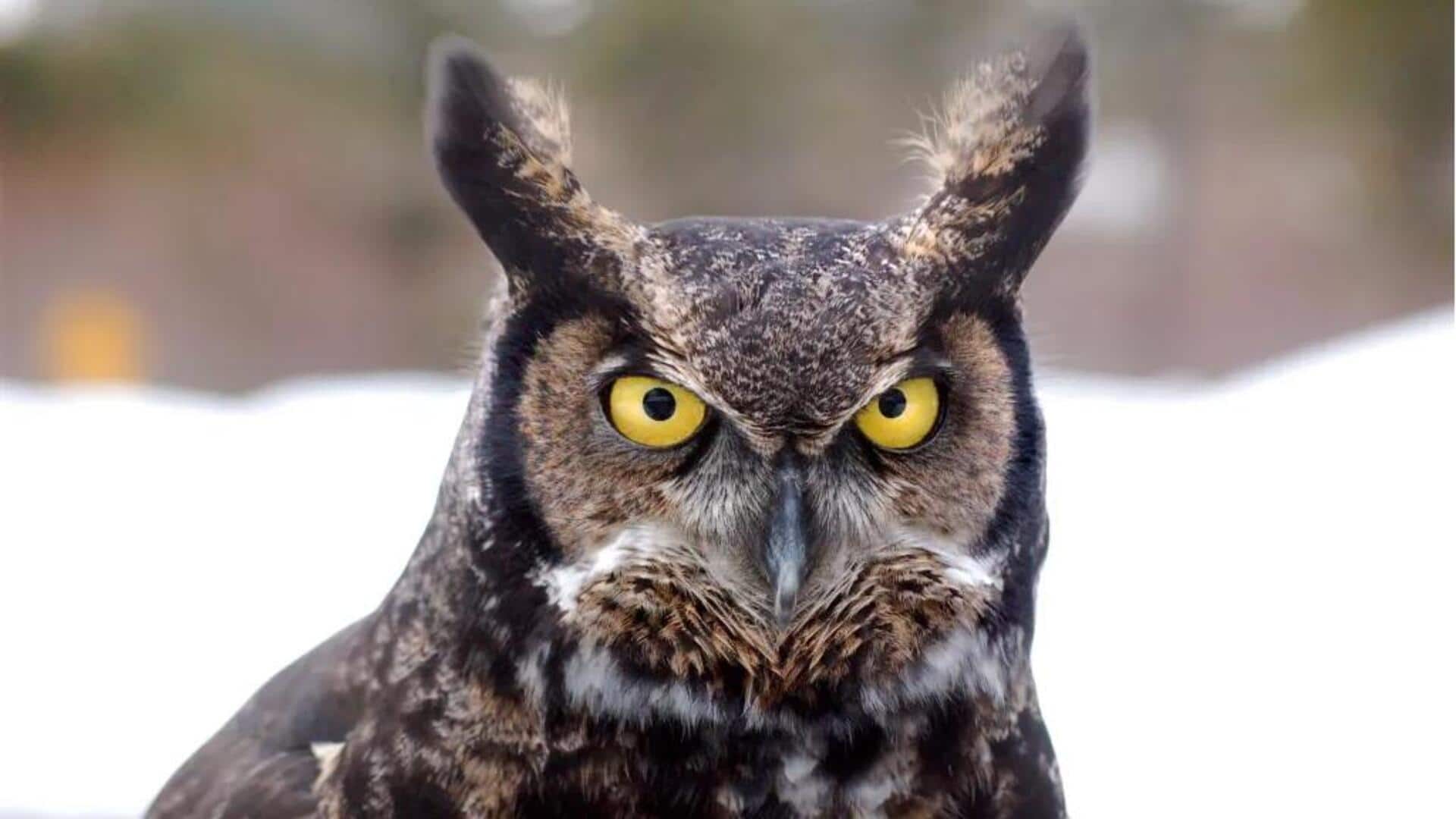 Lima Hubungan Unik Burung Hantu dengan Makhluk Lain