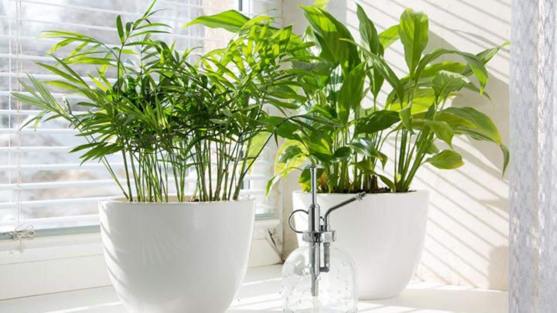 Air cucian beras untuk tanaman pot