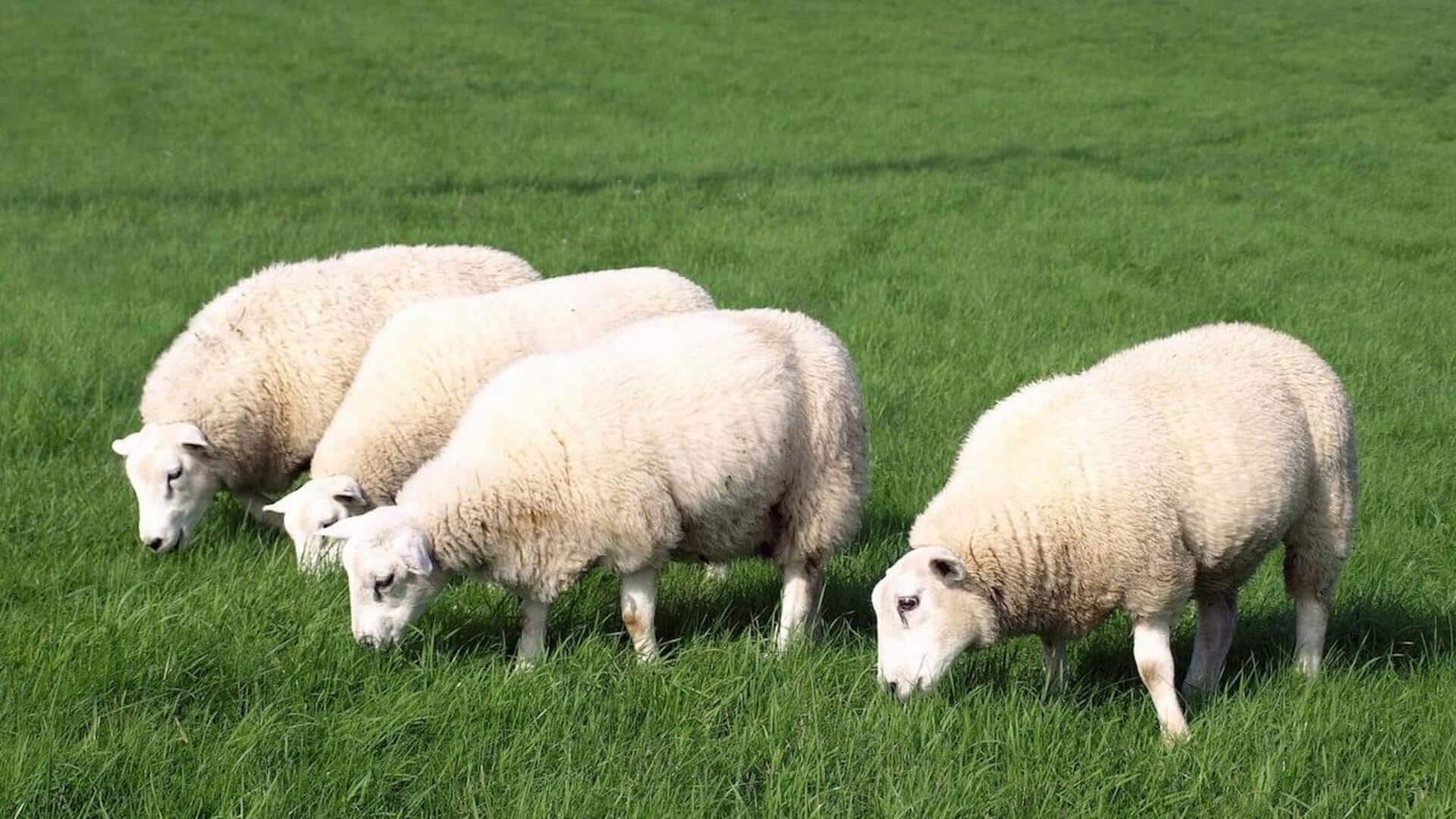 Insting Unik Domba: Strategi Habitat yang Tak Terduga
