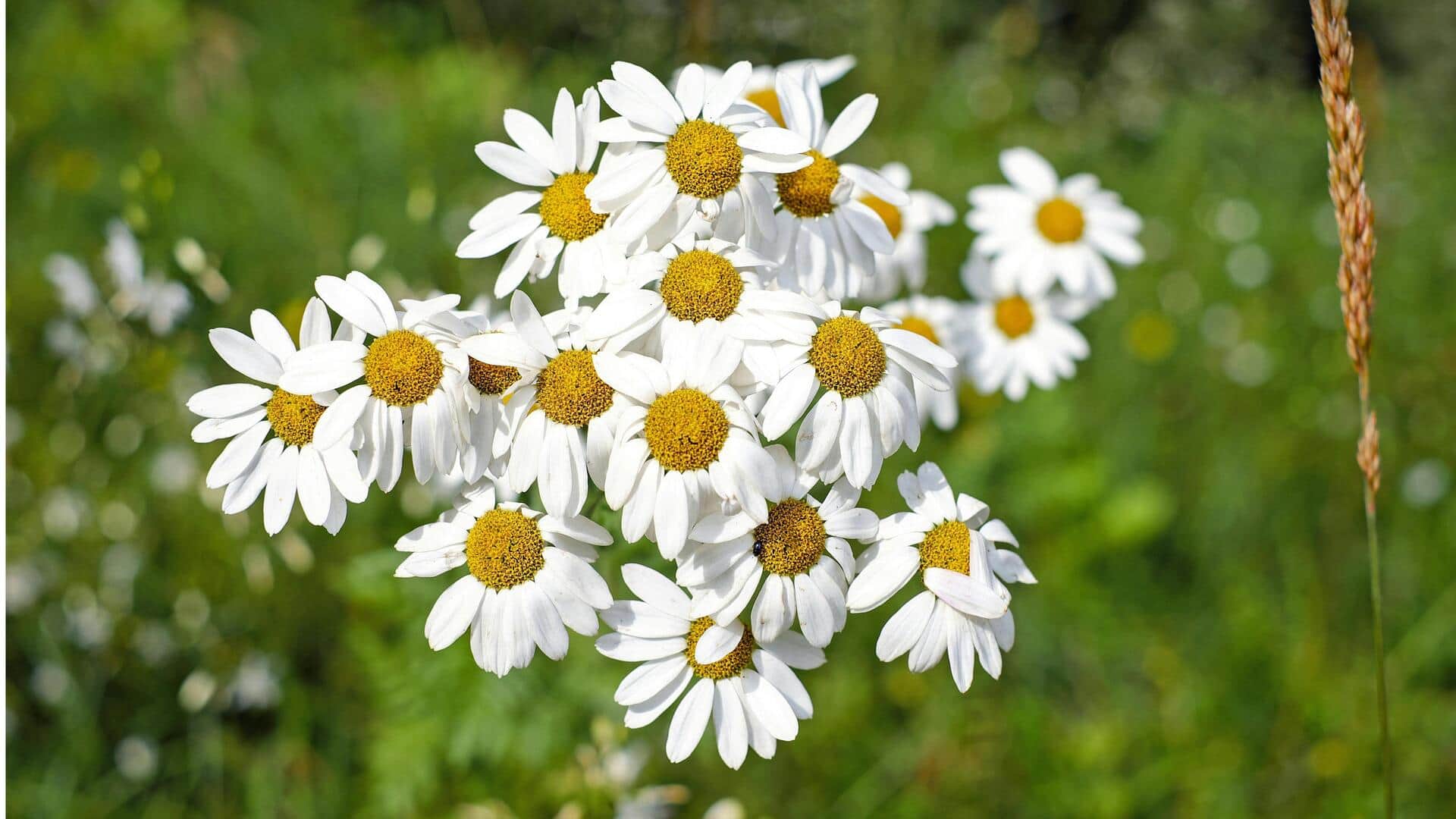 Manfaat Menanam Chamomile di Kebun Anda