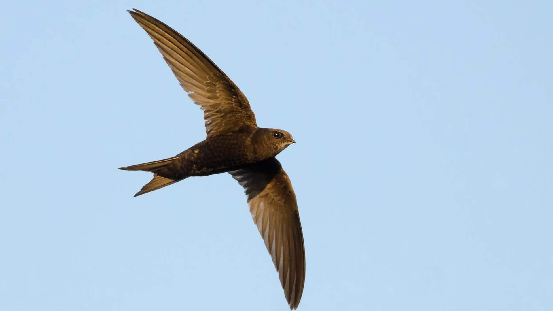 Fakta Menarik tentang Proses Molting Burung Swift