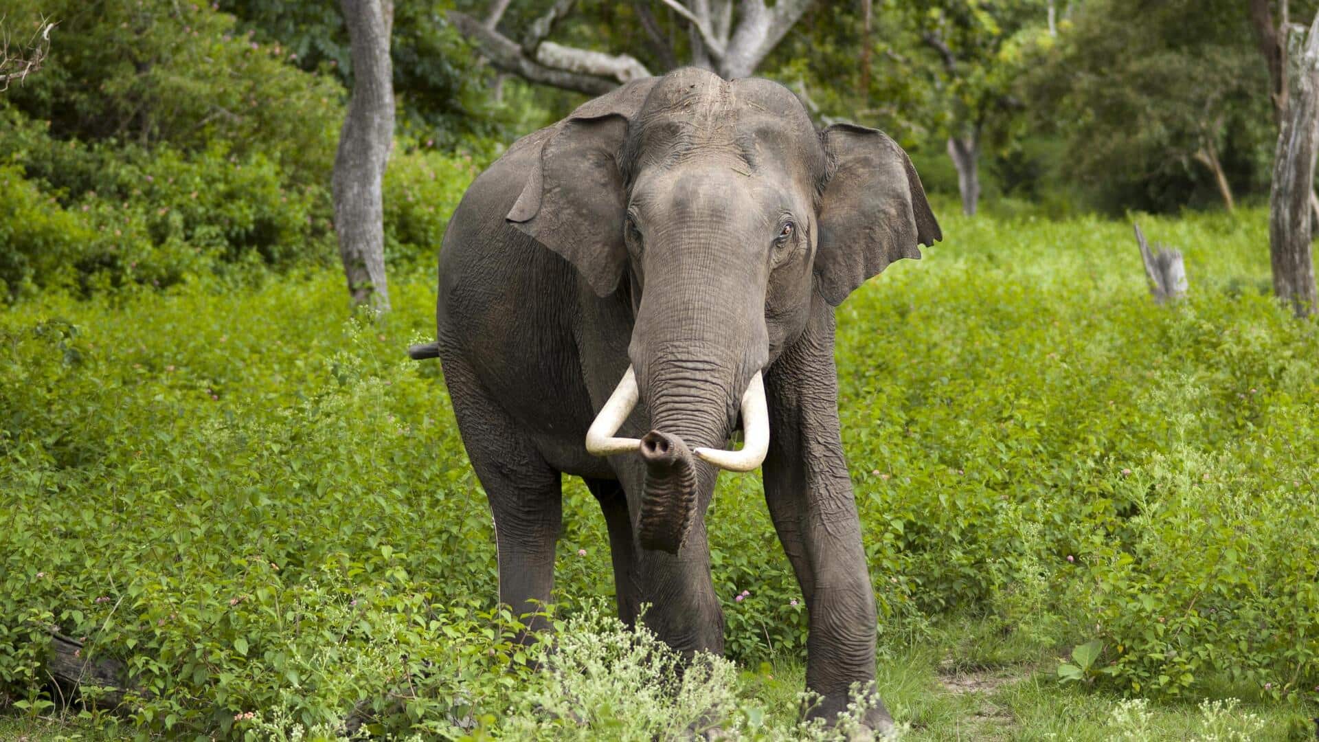 Mengungkap Alasan Dibalik Ketakutan Gajah Takut terhadap Lebah