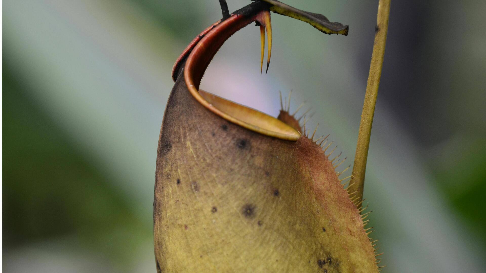 Tanaman Kantong Semar Dalam Ruangan yang tidak Biasa