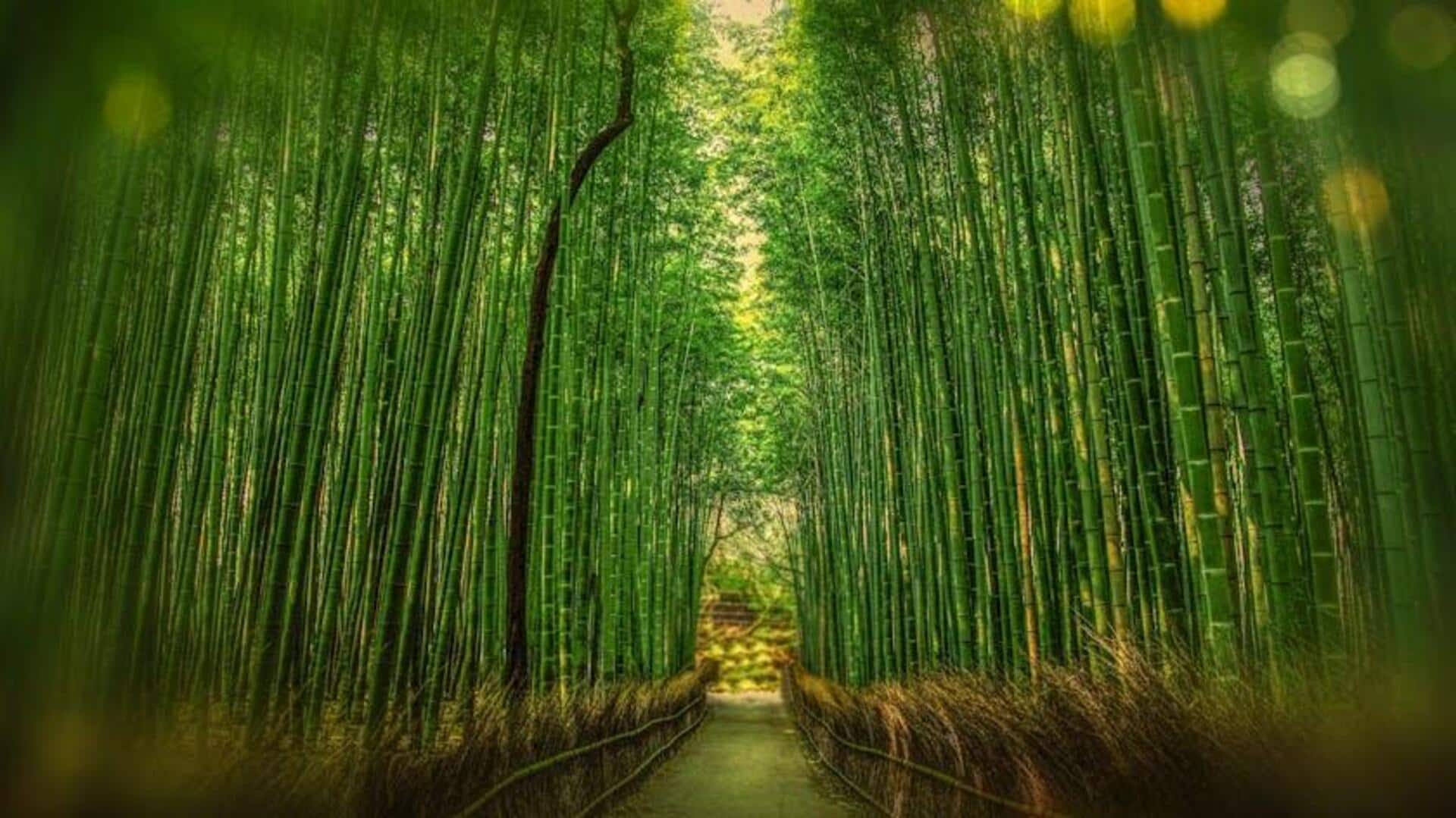 Bersepeda Menyusuri Hutan Bambu Kyoto yang Indah Bersepeda Menyusuri Hutan Bambu Kyoto yang Indah