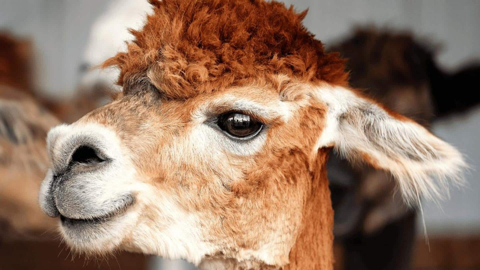 Menjelajahi Lima Warna Mata Alpaka yang Menakjubkan