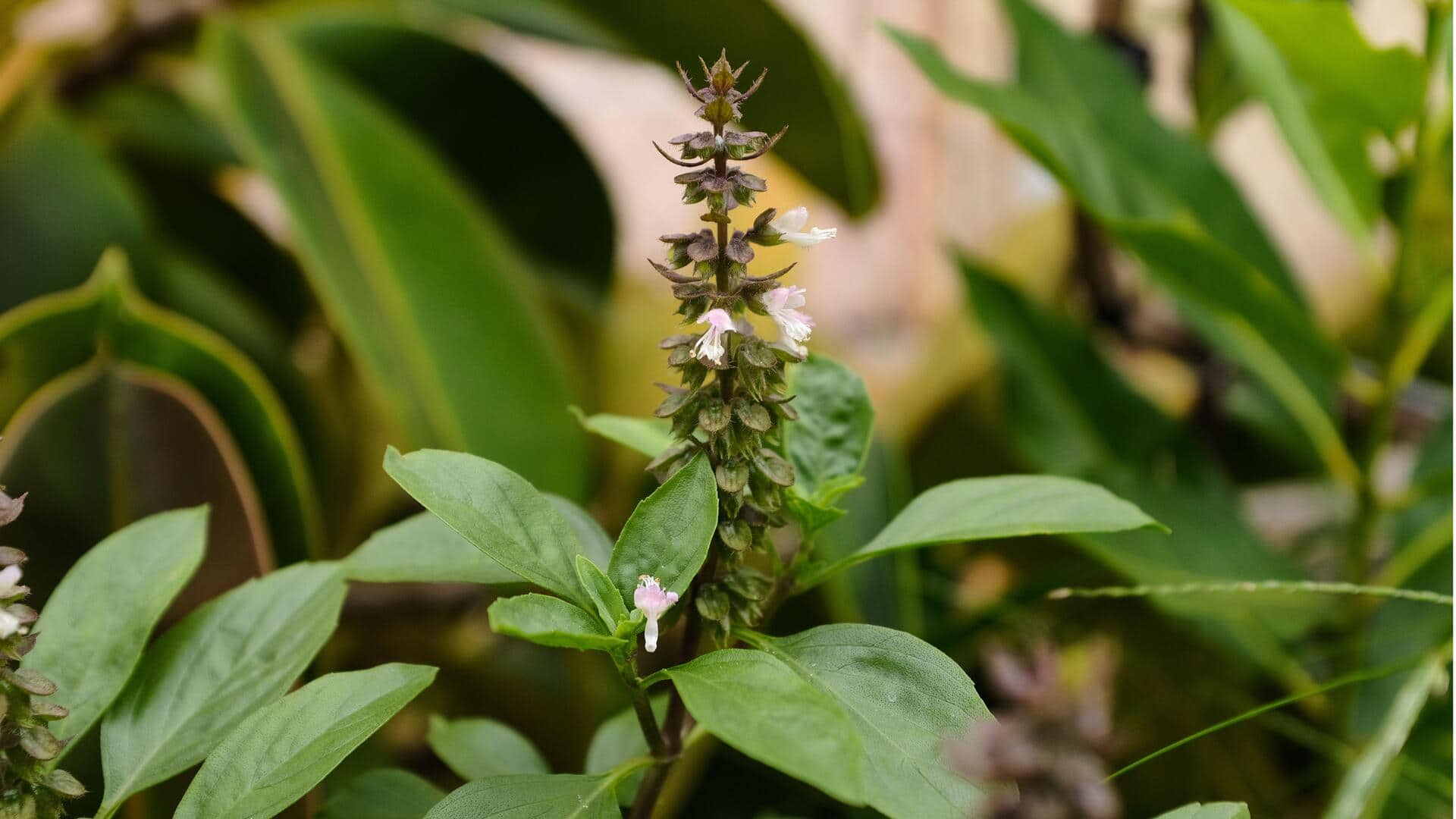 Menanam Tulsi di Dalam Ruangan Sepanjang Tahun