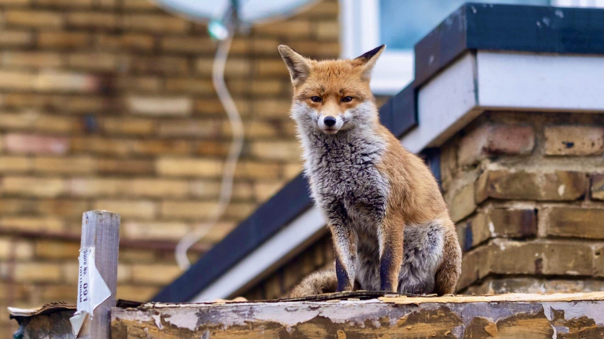Memahami Kehidupan Rubah di Wilayah Perkotaan Modern