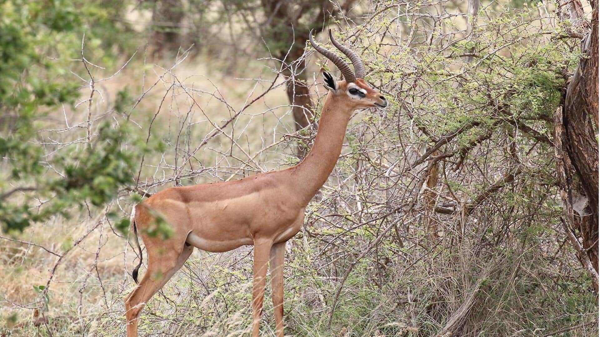 Adaptasi Mengejutkan dari Rusa Berleher Panjang