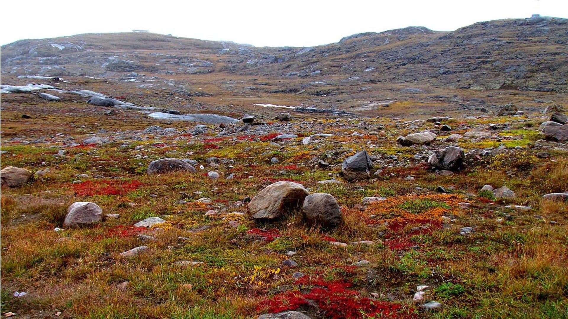 Menyaksikan Satwa Liar di Tundra Kanada