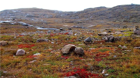 Menyaksikan Satwa Liar di Tundra Kanada