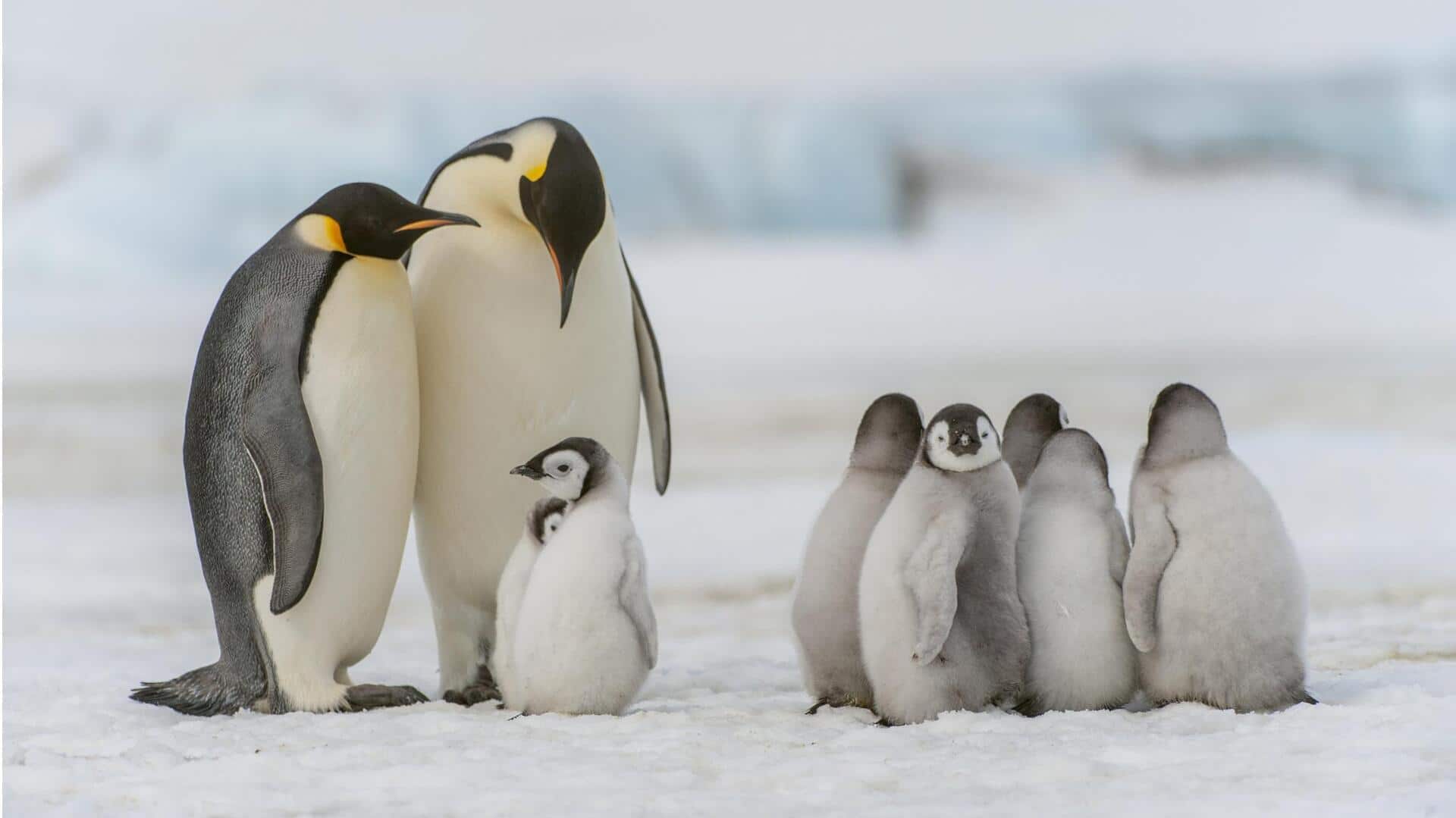 Memahami Dinamika Sosial Penguin yang Menarik