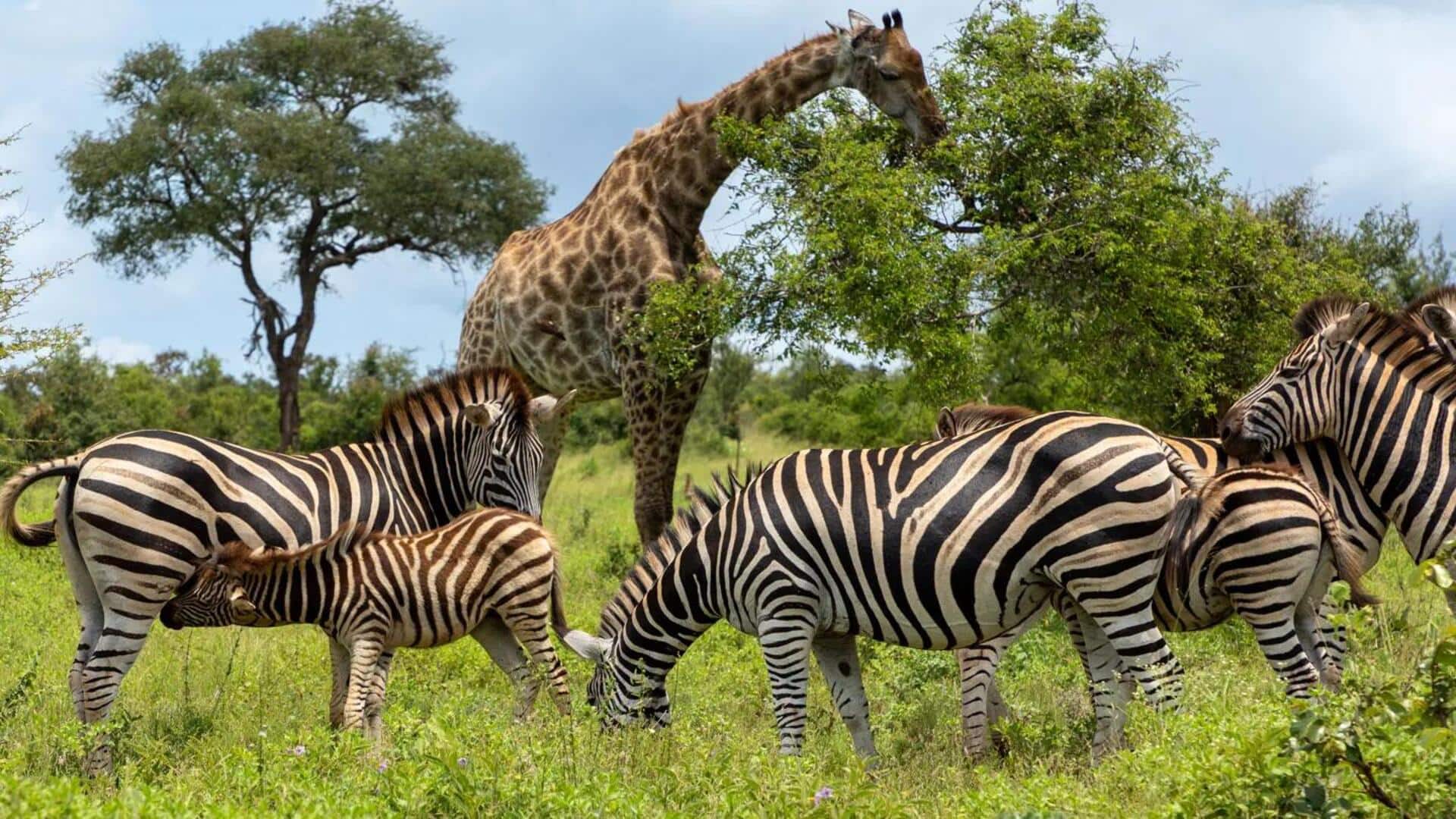 Garis-Garis Zebra yang Menakjubkan: Penolak Serangga Alami