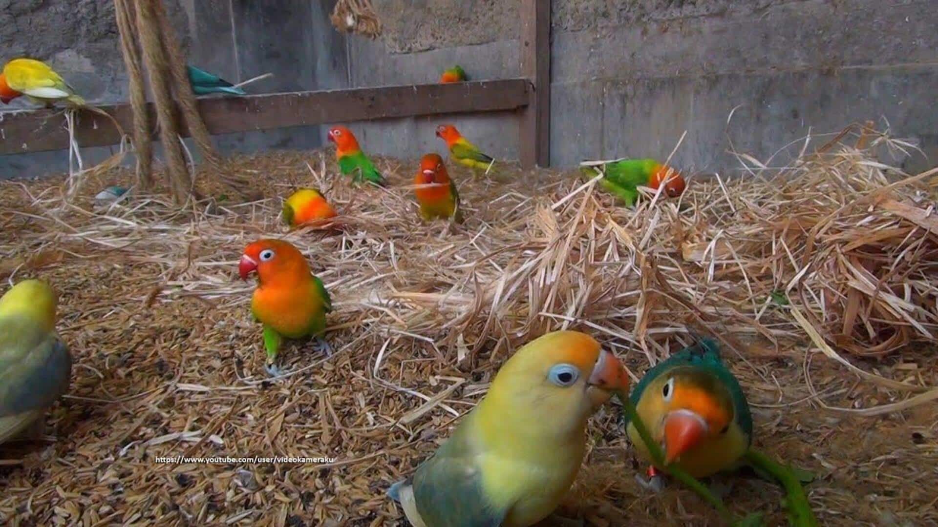 Memahami Kebiasaan Lovebird dalam Bersarang Memahami Kebiasaan Lovebird dalam Bersarang