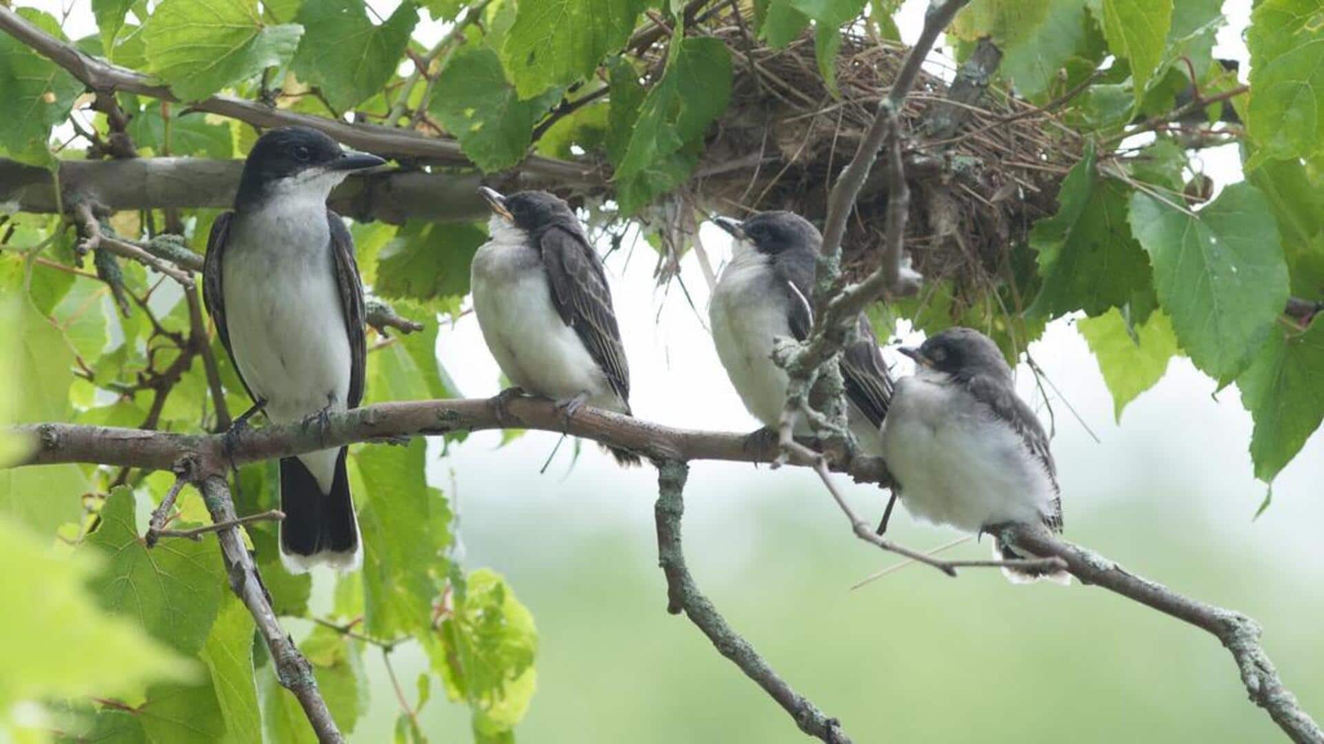 Mempelajari Hierarki Sosial Kingbird sebagai Indikator Dominasi