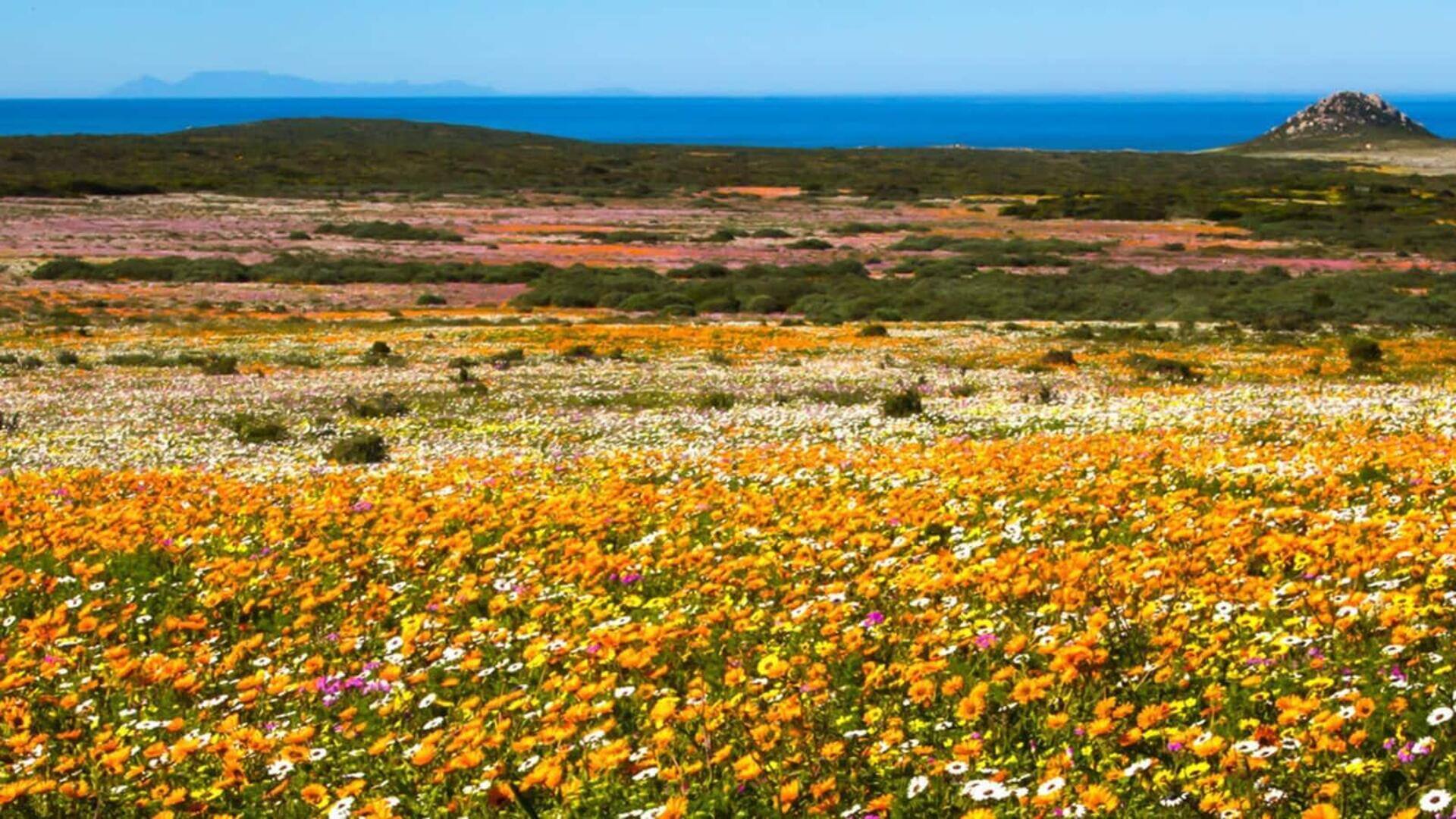 Temukan keajaiban bunga Cape Town 