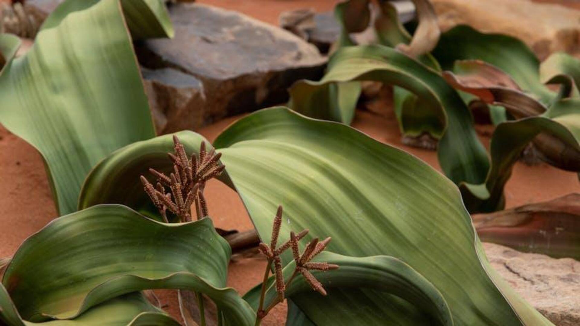 Lima Fakta Menarik tentang Tanaman Welwitschia