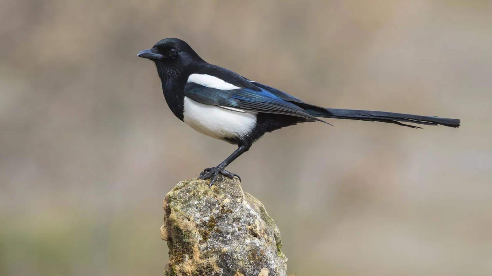Mengungkap Peran Burung Magpie dalam Penyebaran Biji