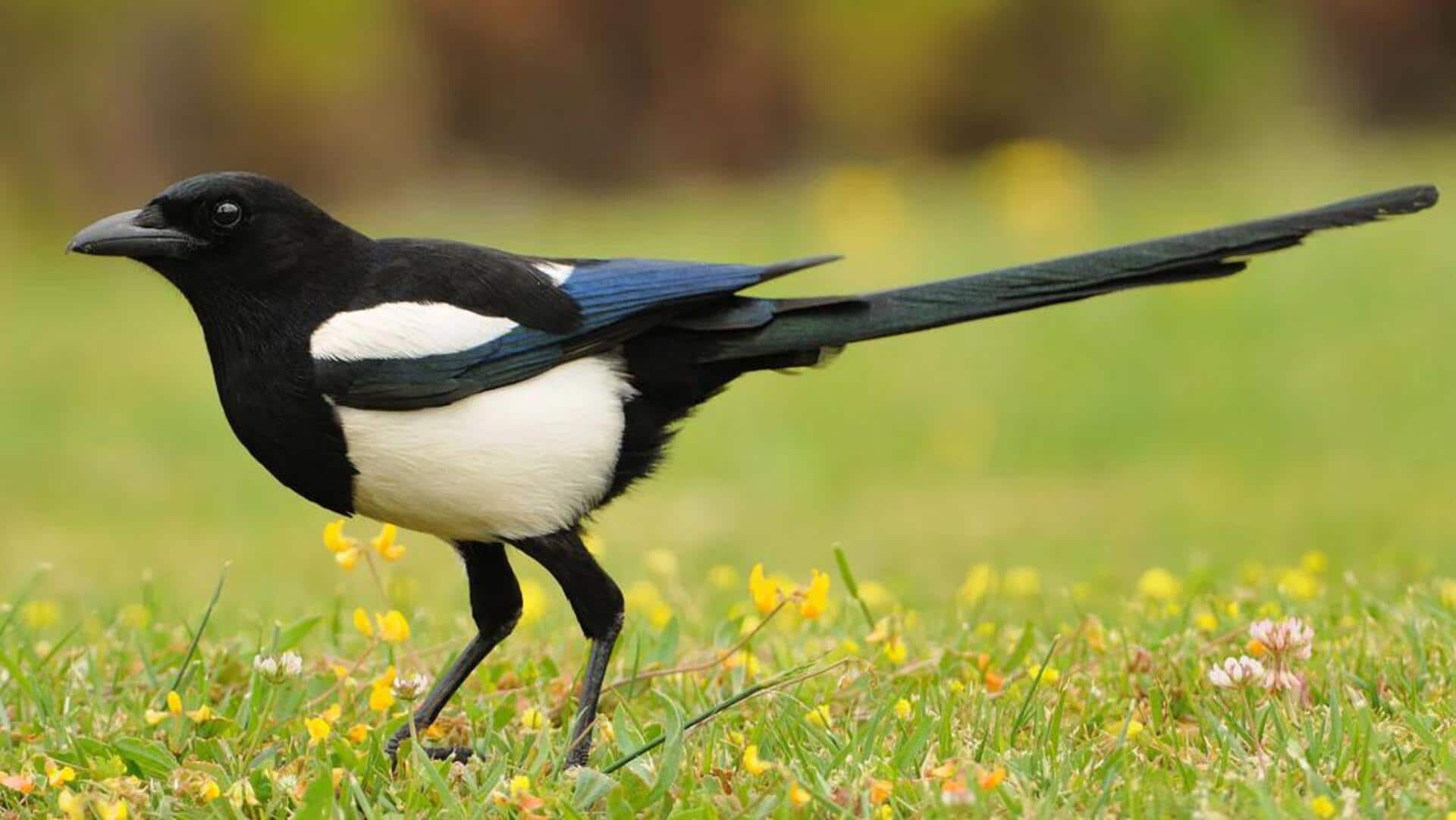 Mengungkap Komunikasi Visual Magpies dalam Kelompoknya