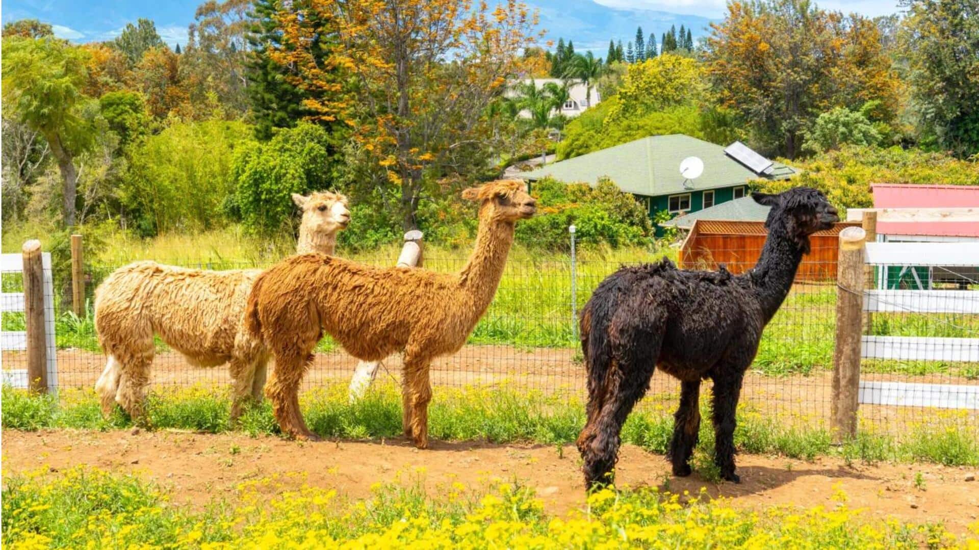 Mengungkap Ritual Berjemur Alpaka yang Unik