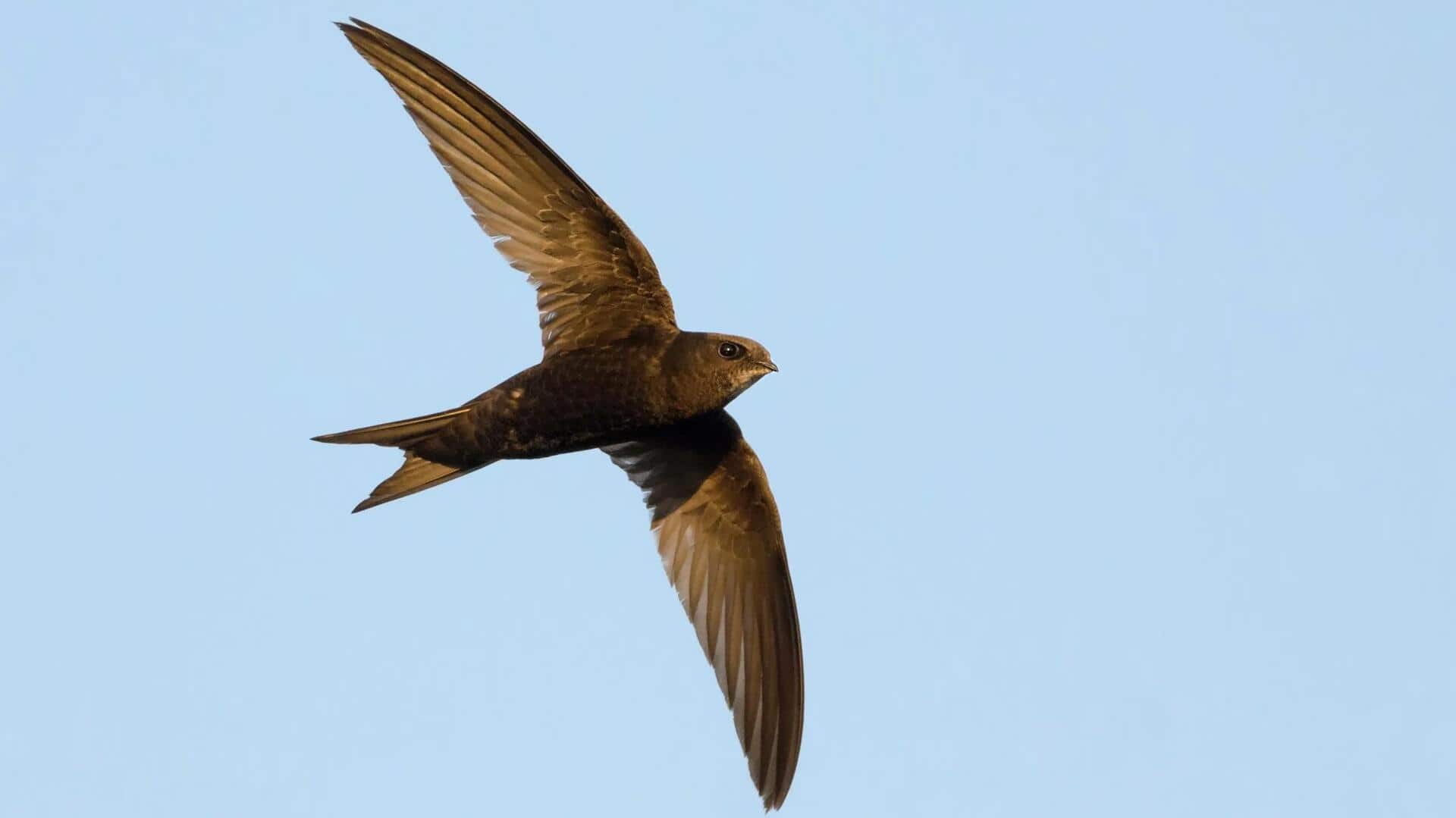 Ketahanan Luar Biasa Burung Swift: Terbang Jauh Tanpa Istirahat