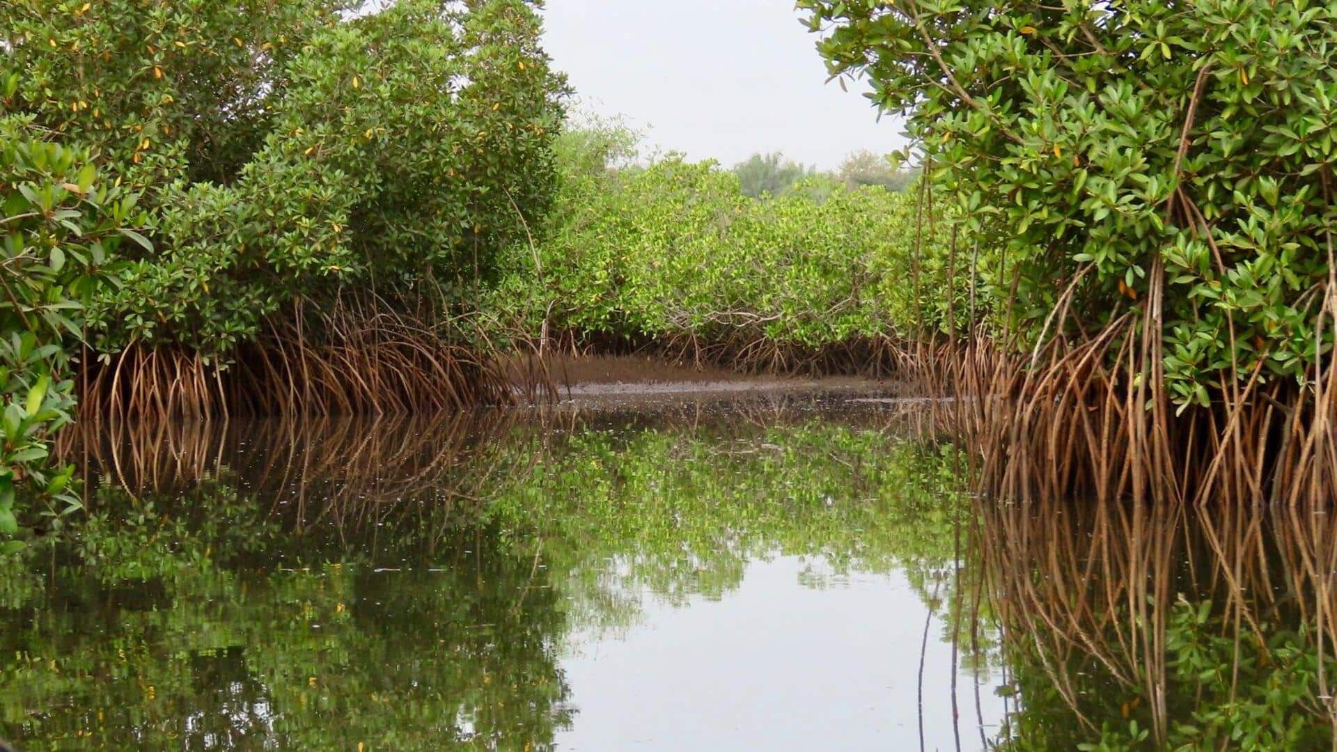 Wisata Mangrove yang Menakjubkan di Gambia