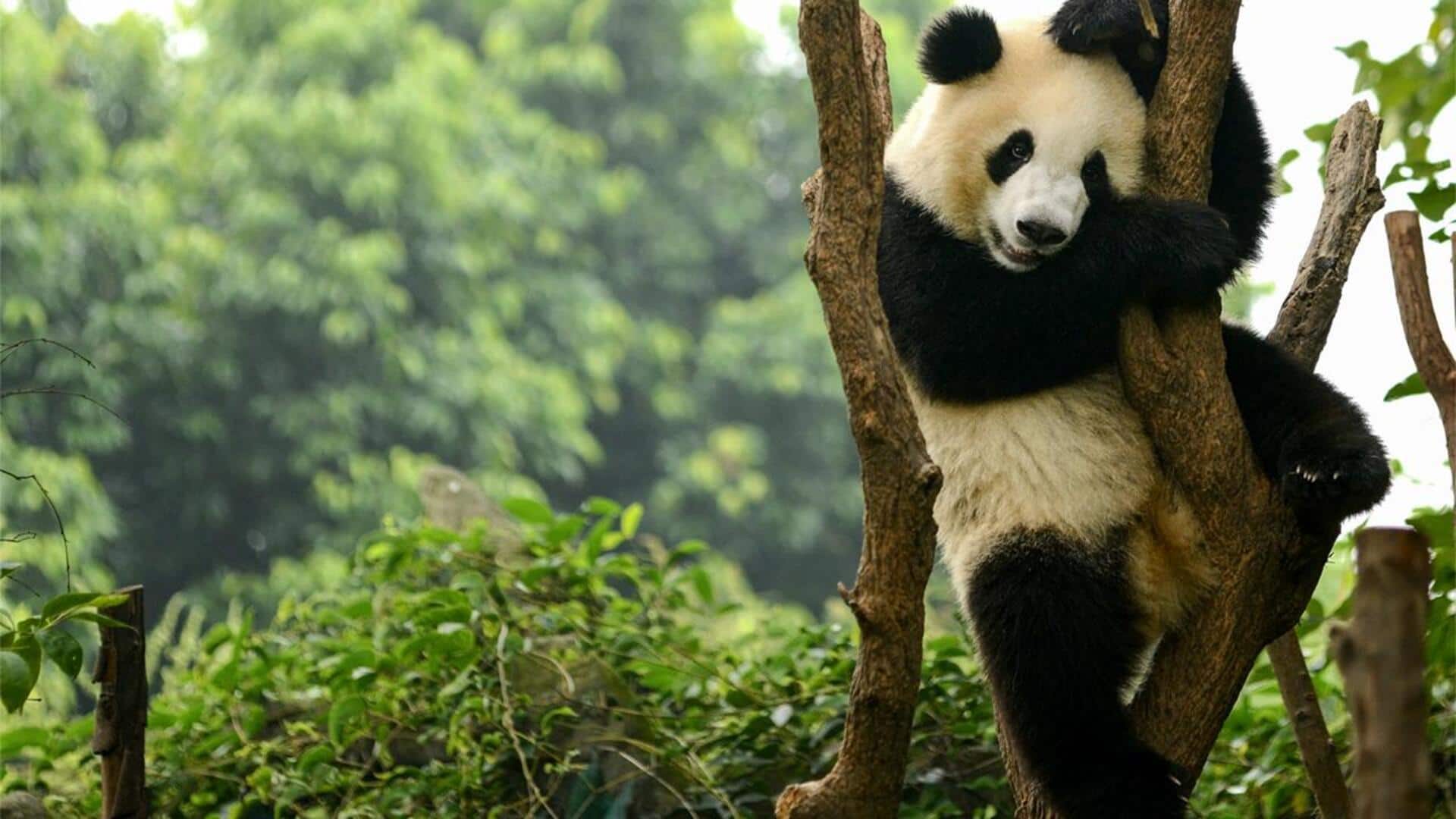 Habitat Unik Panda: Adaptasi dan Interaksi Lingkungan