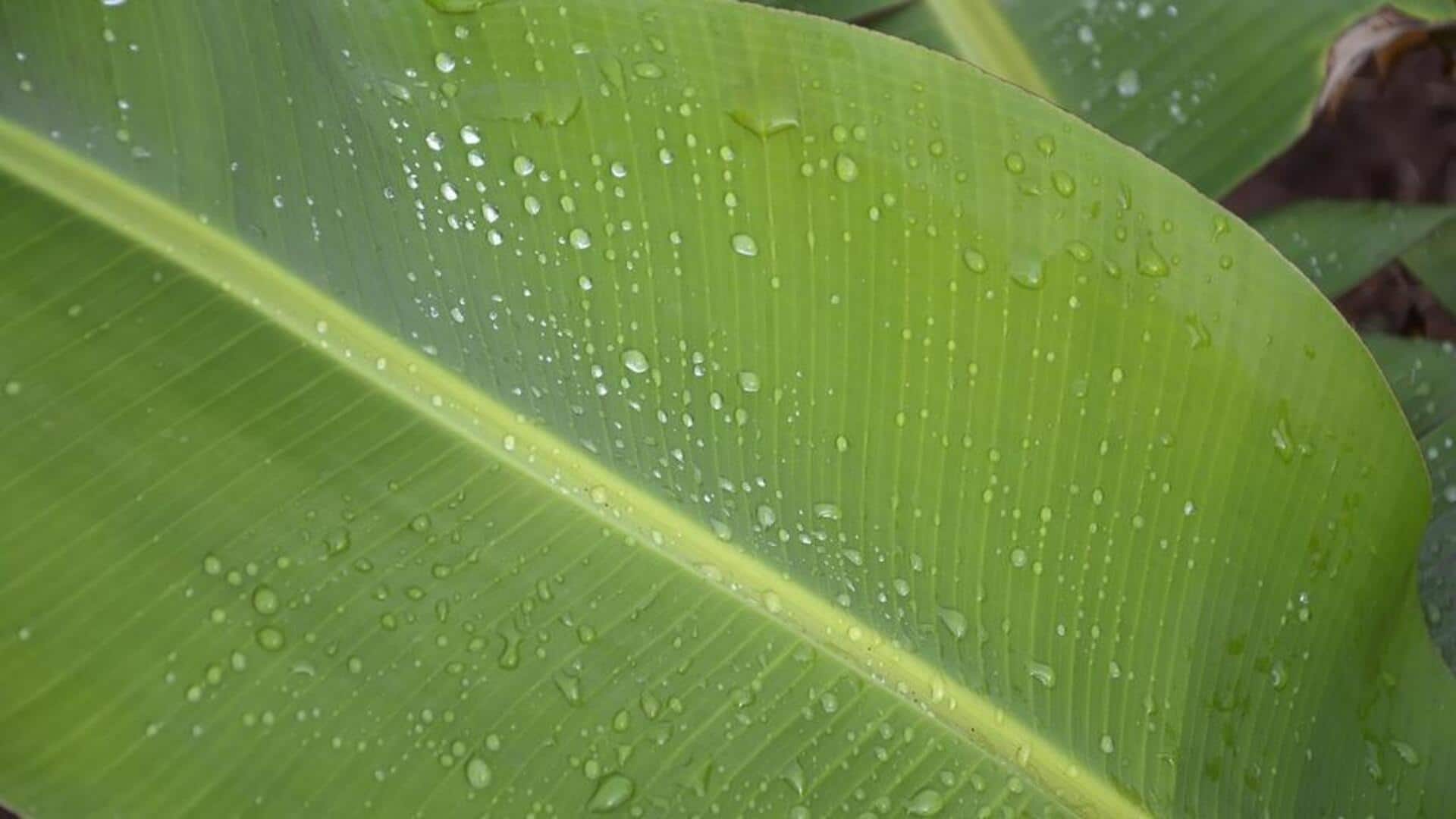Manfaat daun pisang untuk pembersihan rumah alami