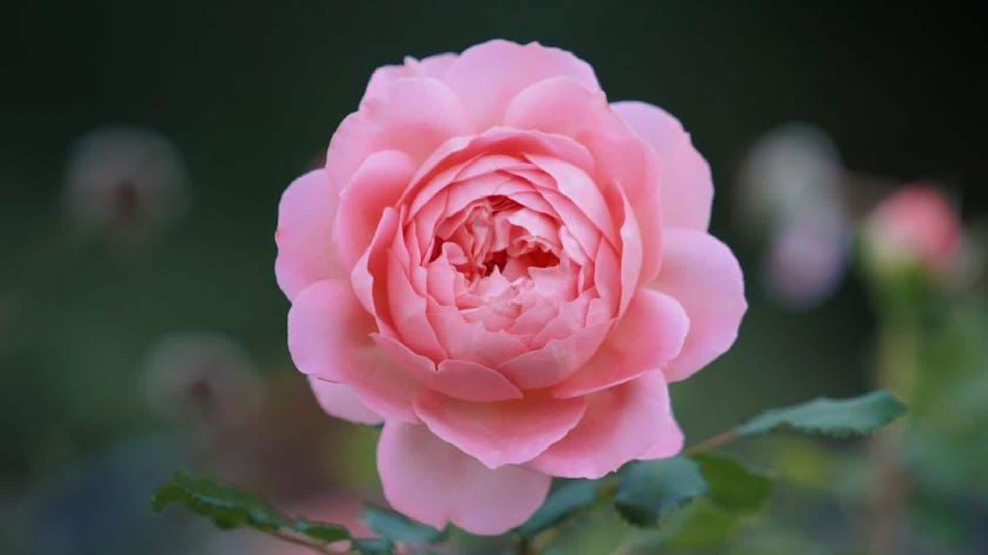 Menjelajahi Lembah Mawar Bulgaria untuk Pencari Kedamaian