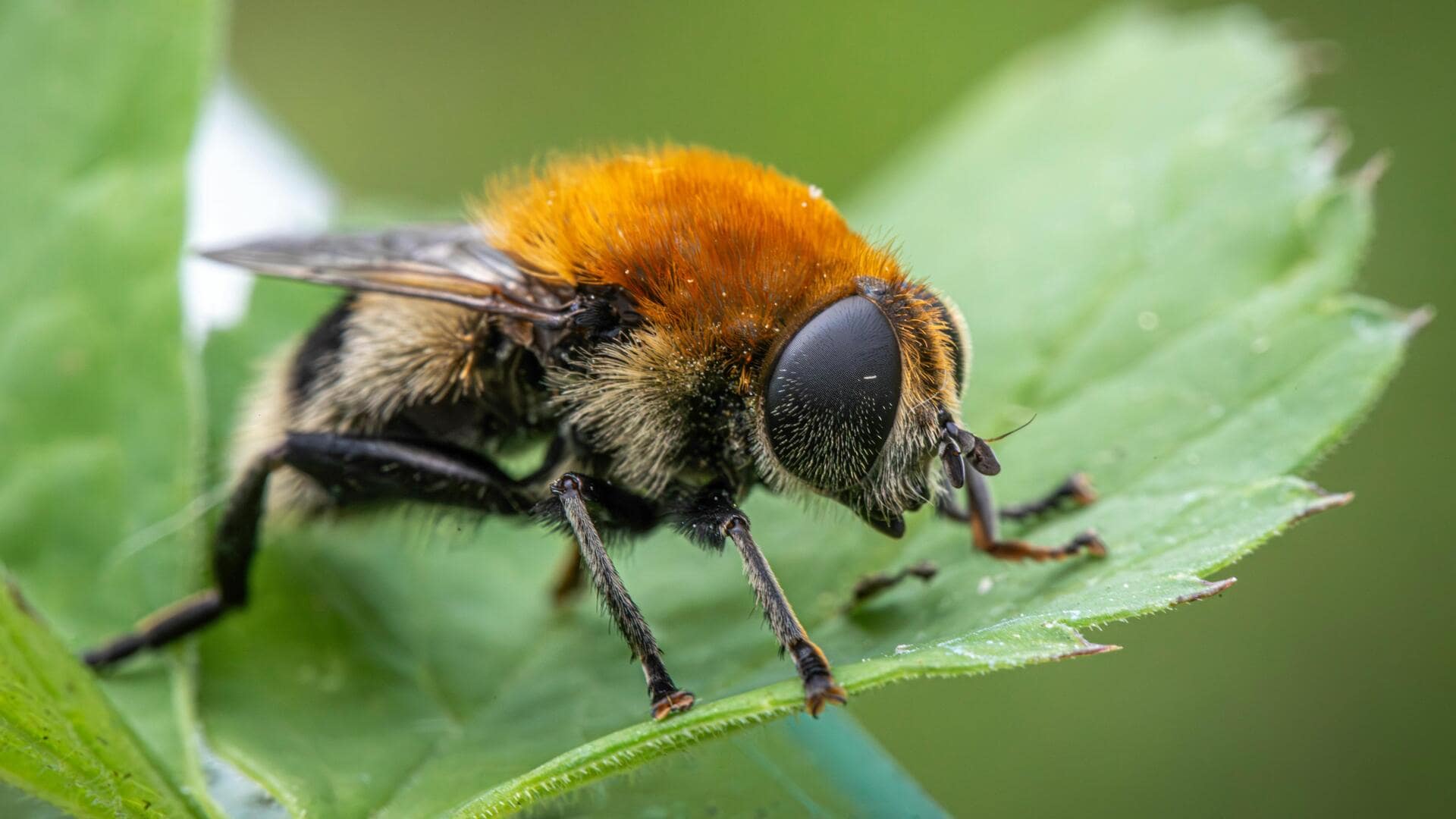 Fakta menarik tentang lebah bumblebee Fakta menarik tentang lebah bumblebee