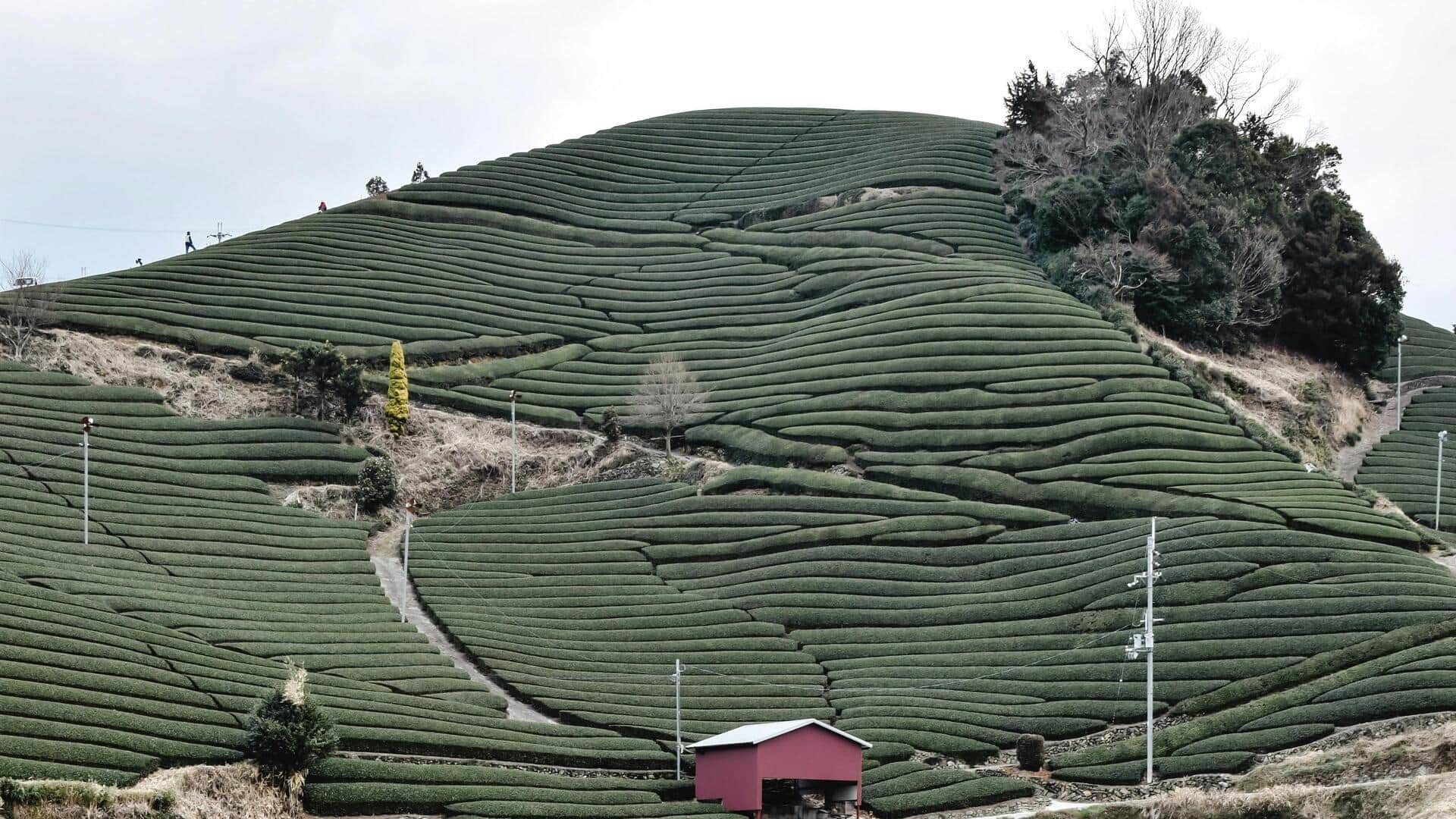 Menemukan Kebun Teh Tersembunyi di Kyoto