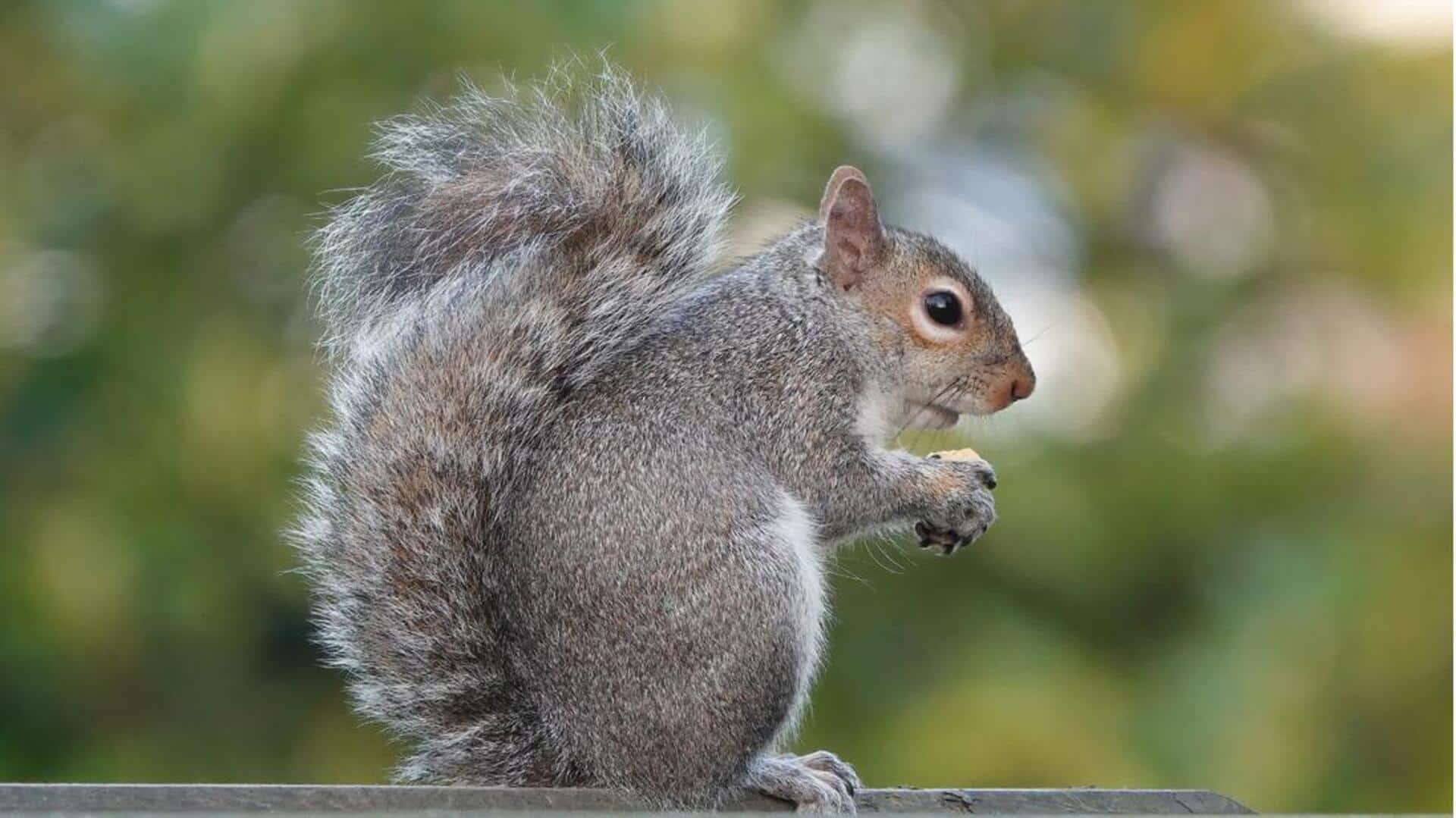 Lima Gerakan Ekor Tupai yang Jarang Diketahui