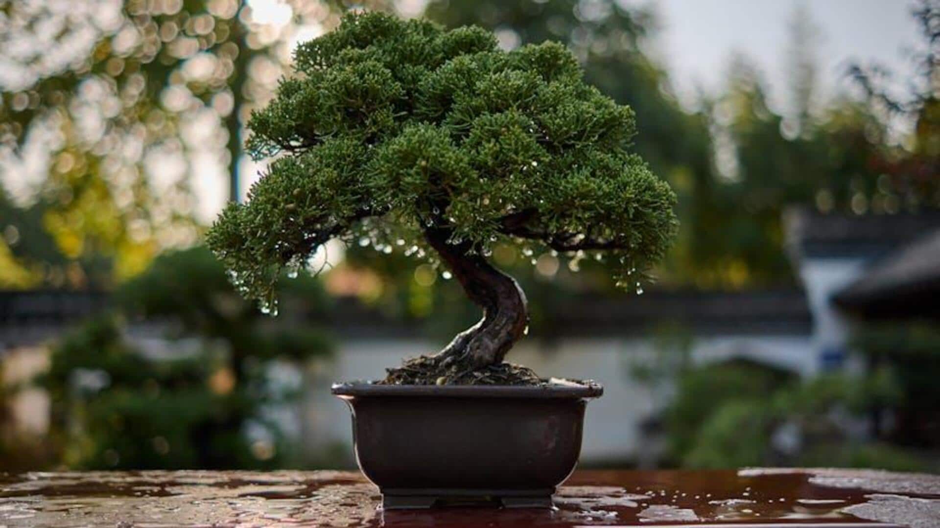 Lima Tips Ampuh untuk Merawat Bonsai dengan Sempurna