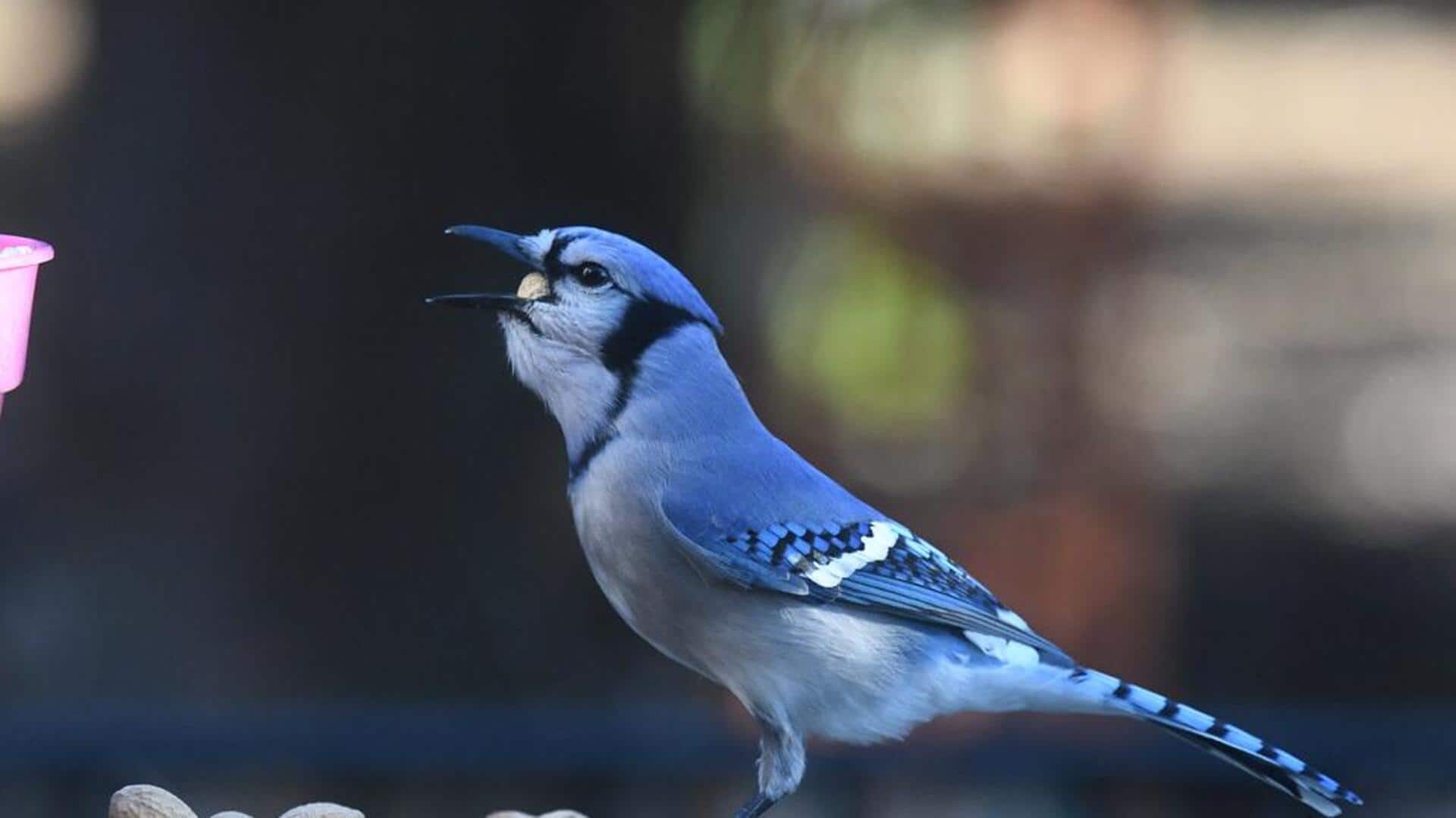 Fakta menarik tentang kecerdasan Blue Jays Fakta menarik tentang kecerdasan Blue Jays