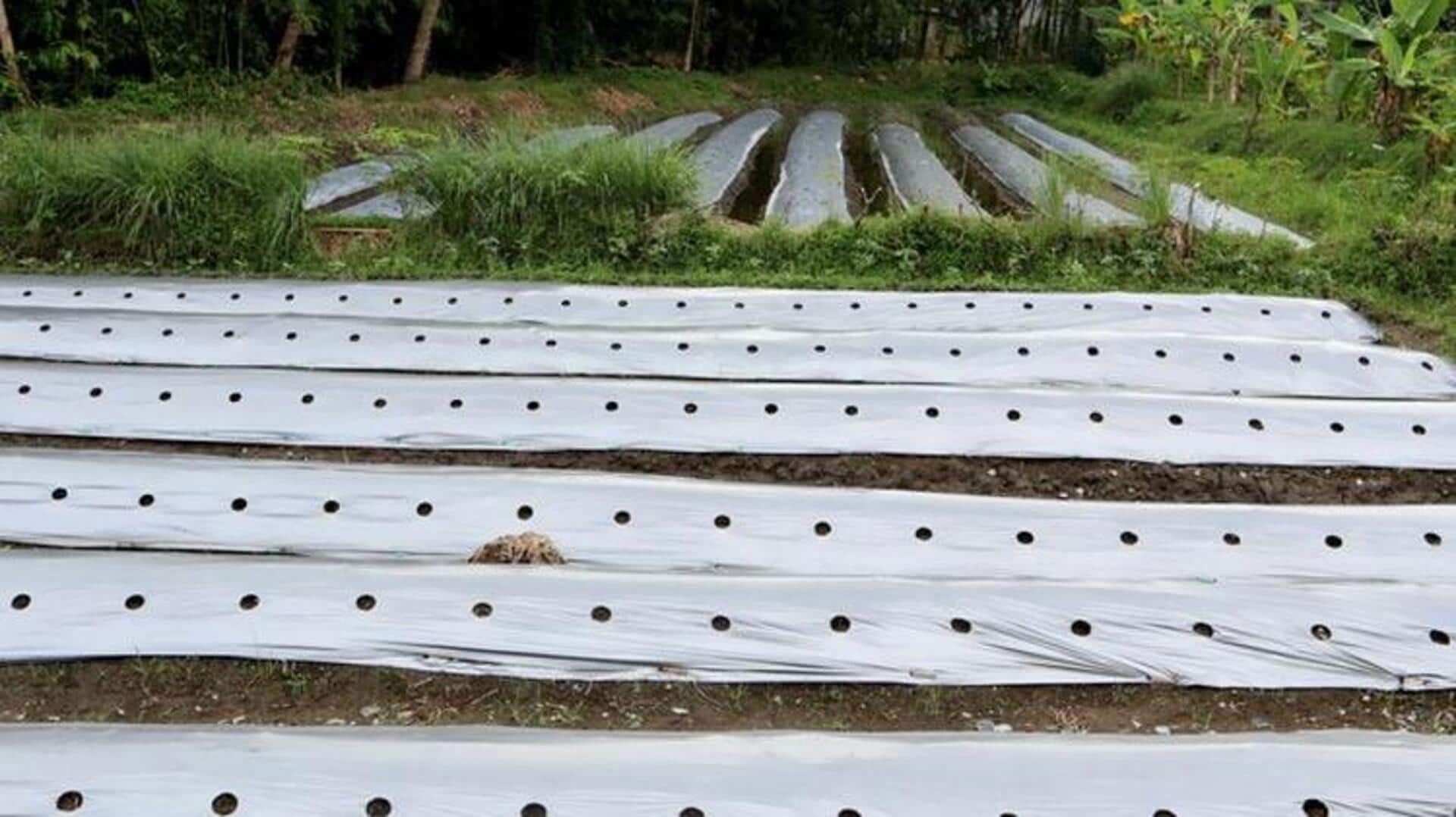 Manfaat mengejutkan koran bekas untuk mulsa taman