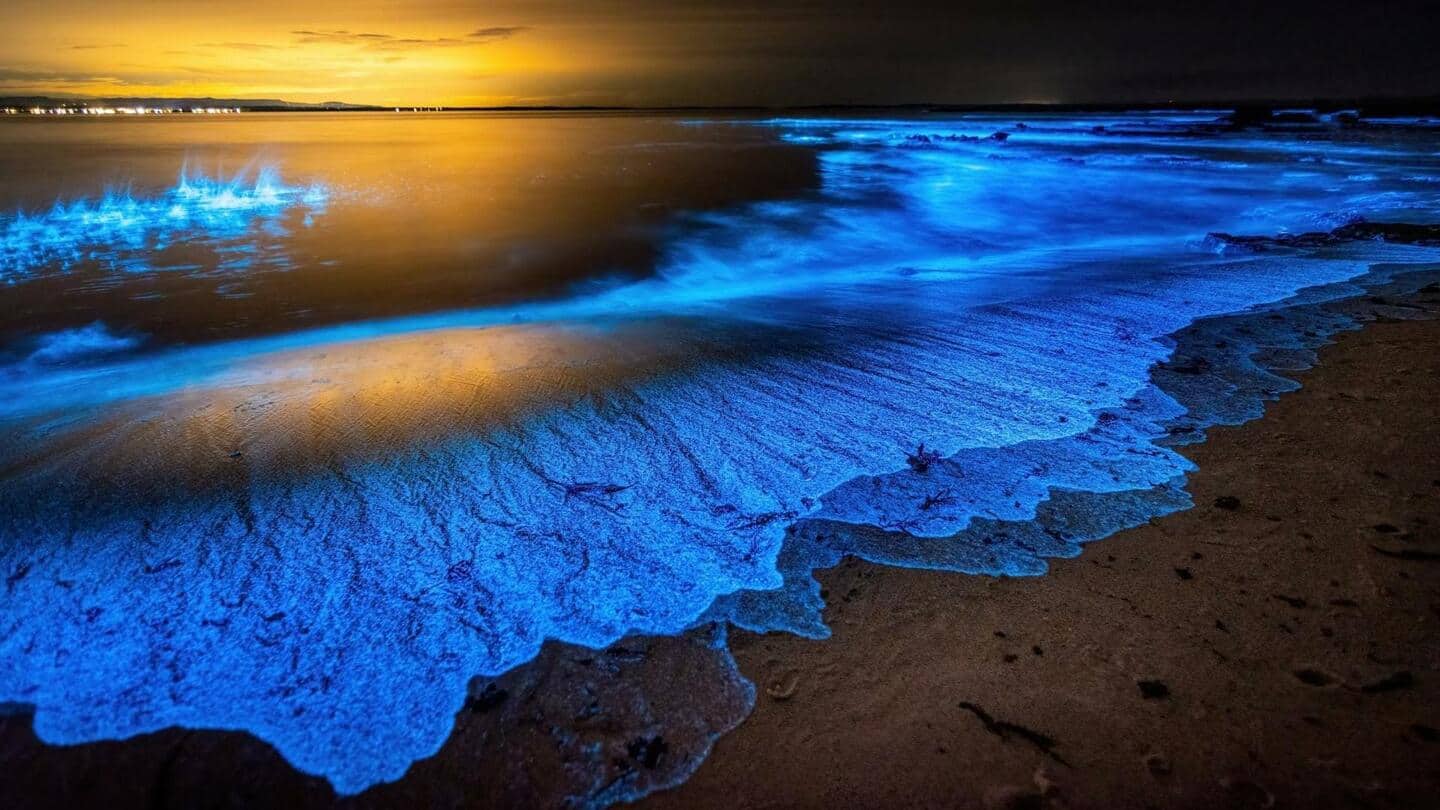 Pantai-pantai bioluminescent indah di berbagai negara yang wajib dikunjungi