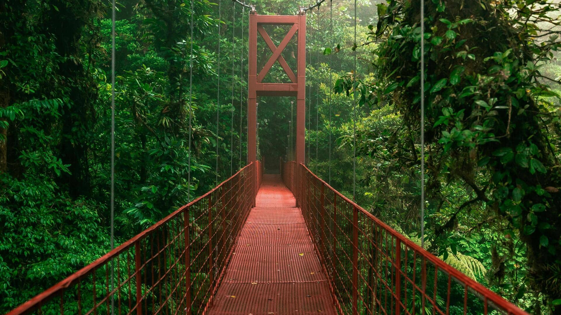 Hutan Awan Kaya Satwa Liar di Kosta Rika