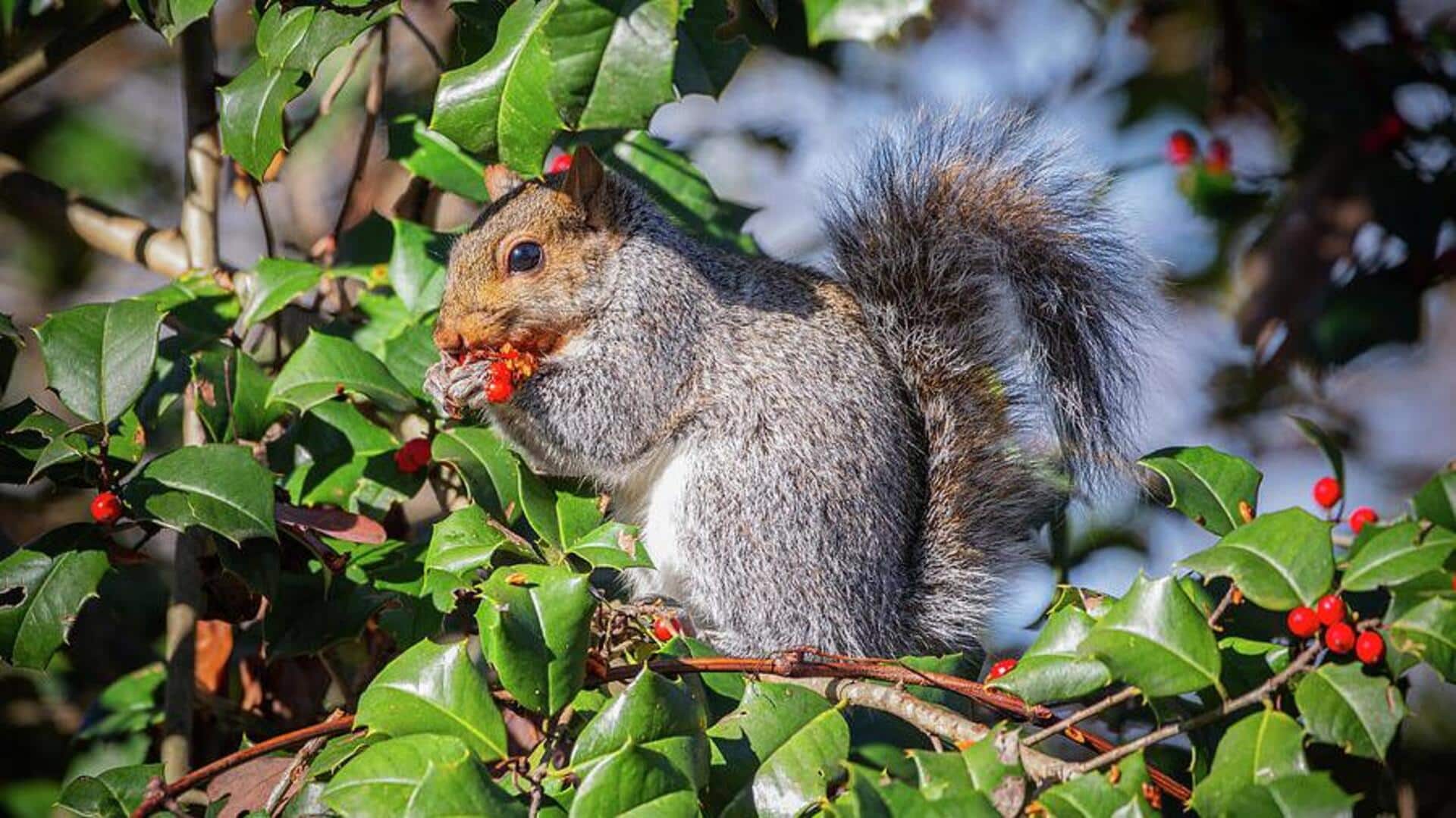 Mempelajari Preferensi Makanan Tupai yang Beragam