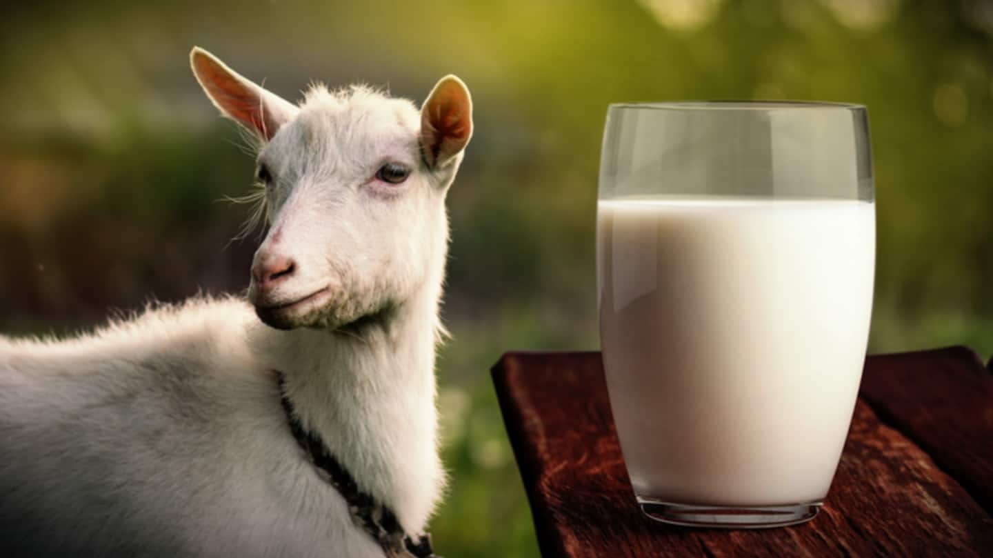 Susu kambing: Bahan kecantikan yang memberikan keajaiban pada kulit