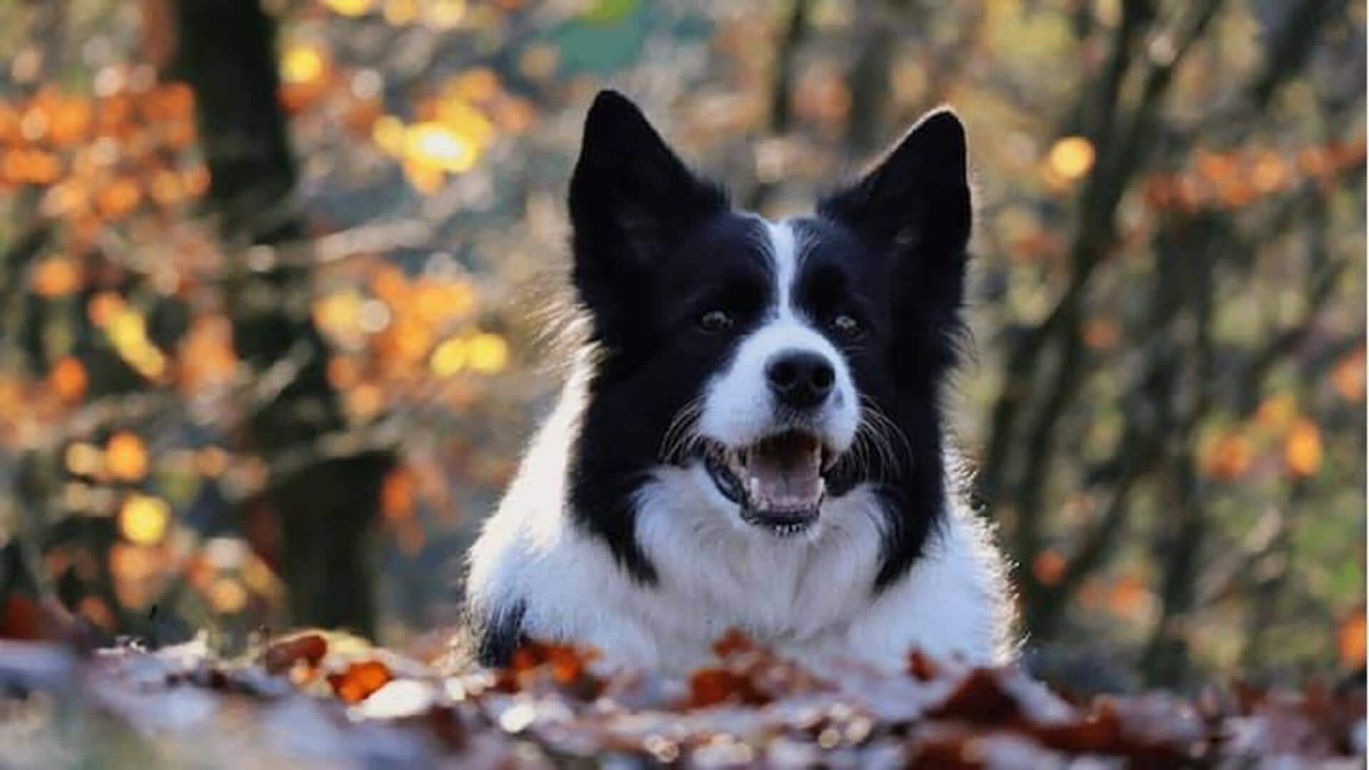 Optimalkan Rutinitas Latihan Anjing Border Collie Anda Dengan Tips Berikut