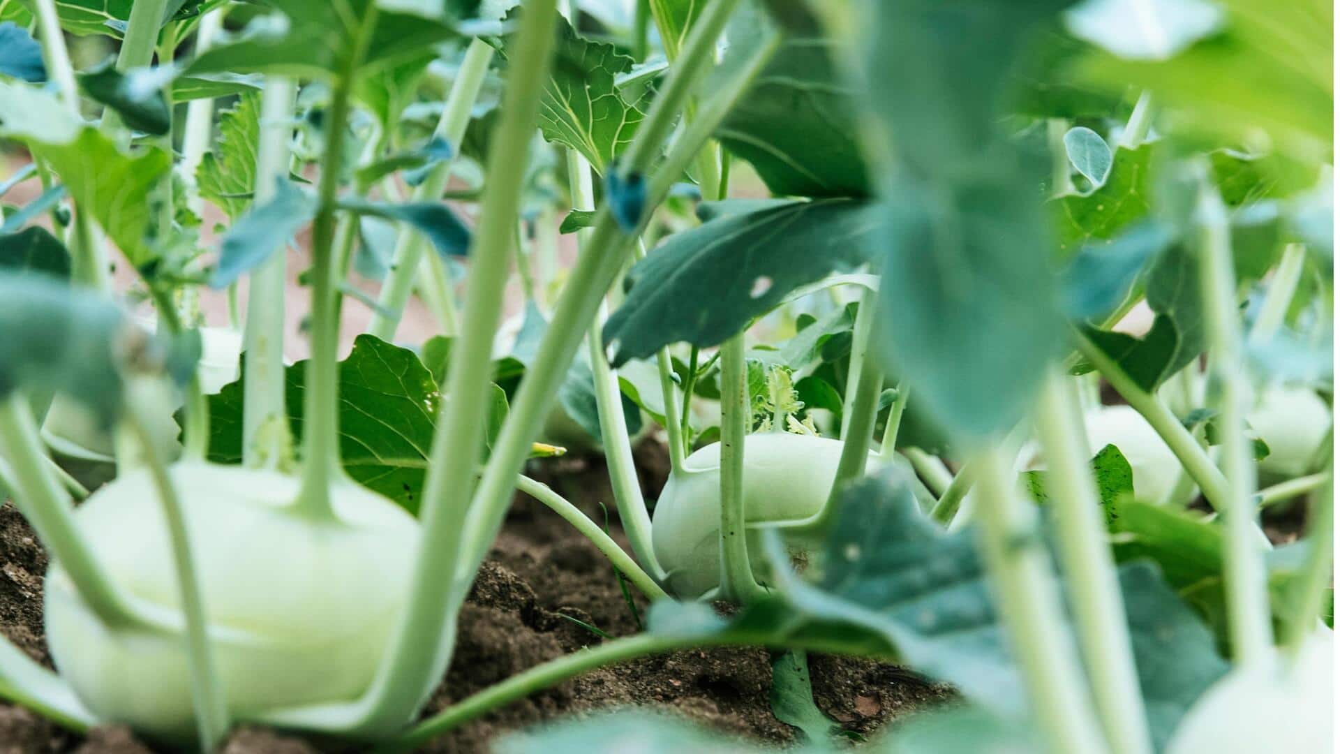 5 Tips Penting untuk Menanam Kohlrabi