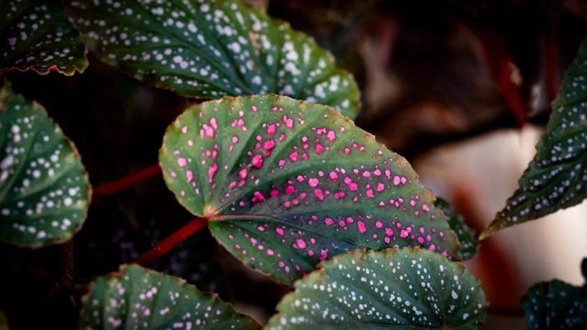Varietas Begonia untuk Kebun Kota Anda