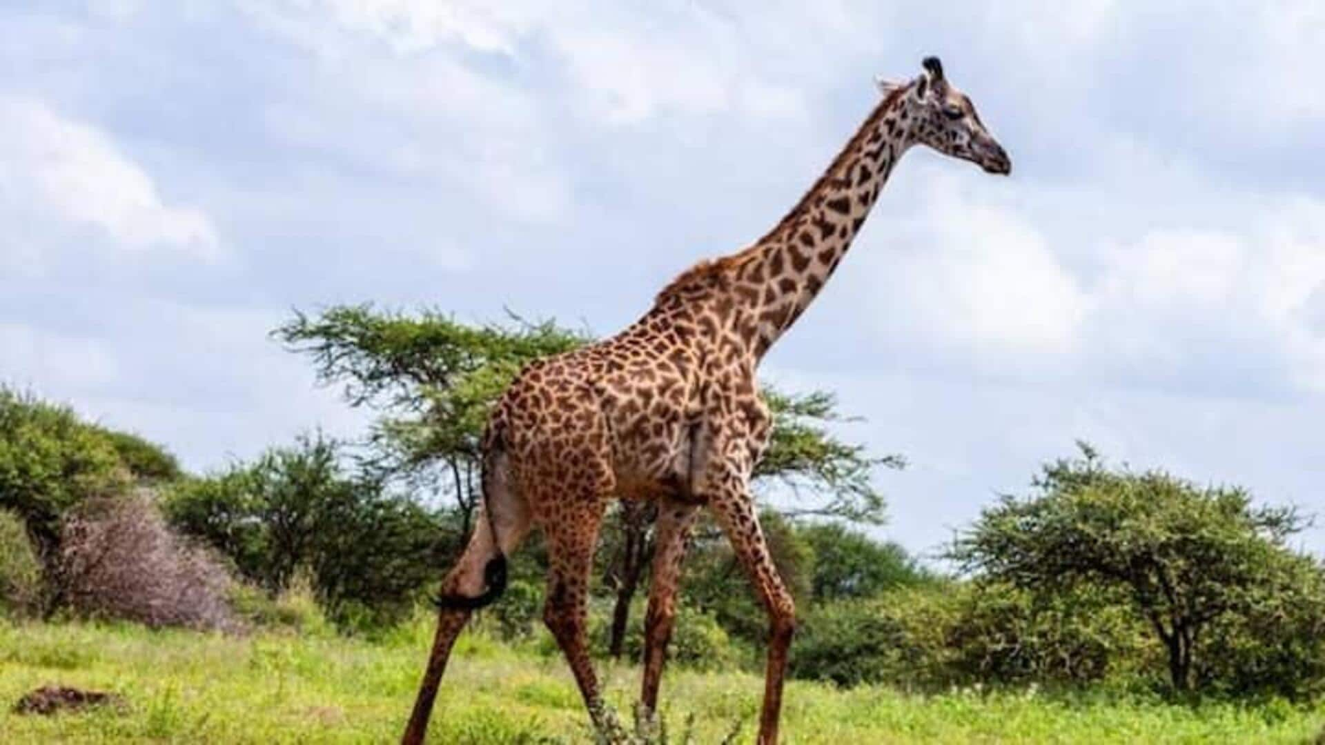 Mengungkap Jantung Alam Liar Maasai Mara, Kenya