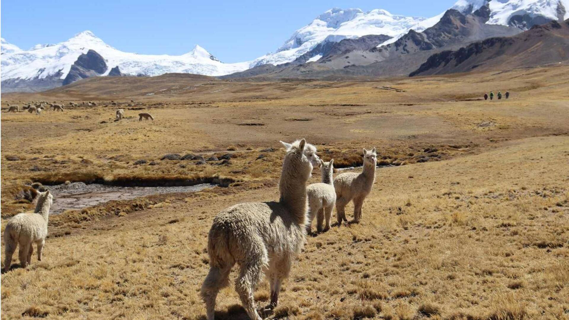 Mengungkap Rahasia Alpaka dalam Bertahan Hidup di Lingkungan yang Ekstrem