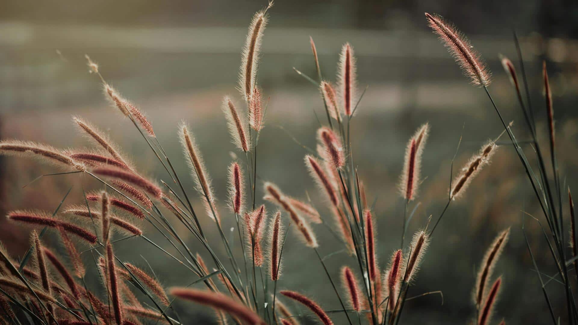 Rumput Hias Terbaik untuk Taman Kecil di Rumah
