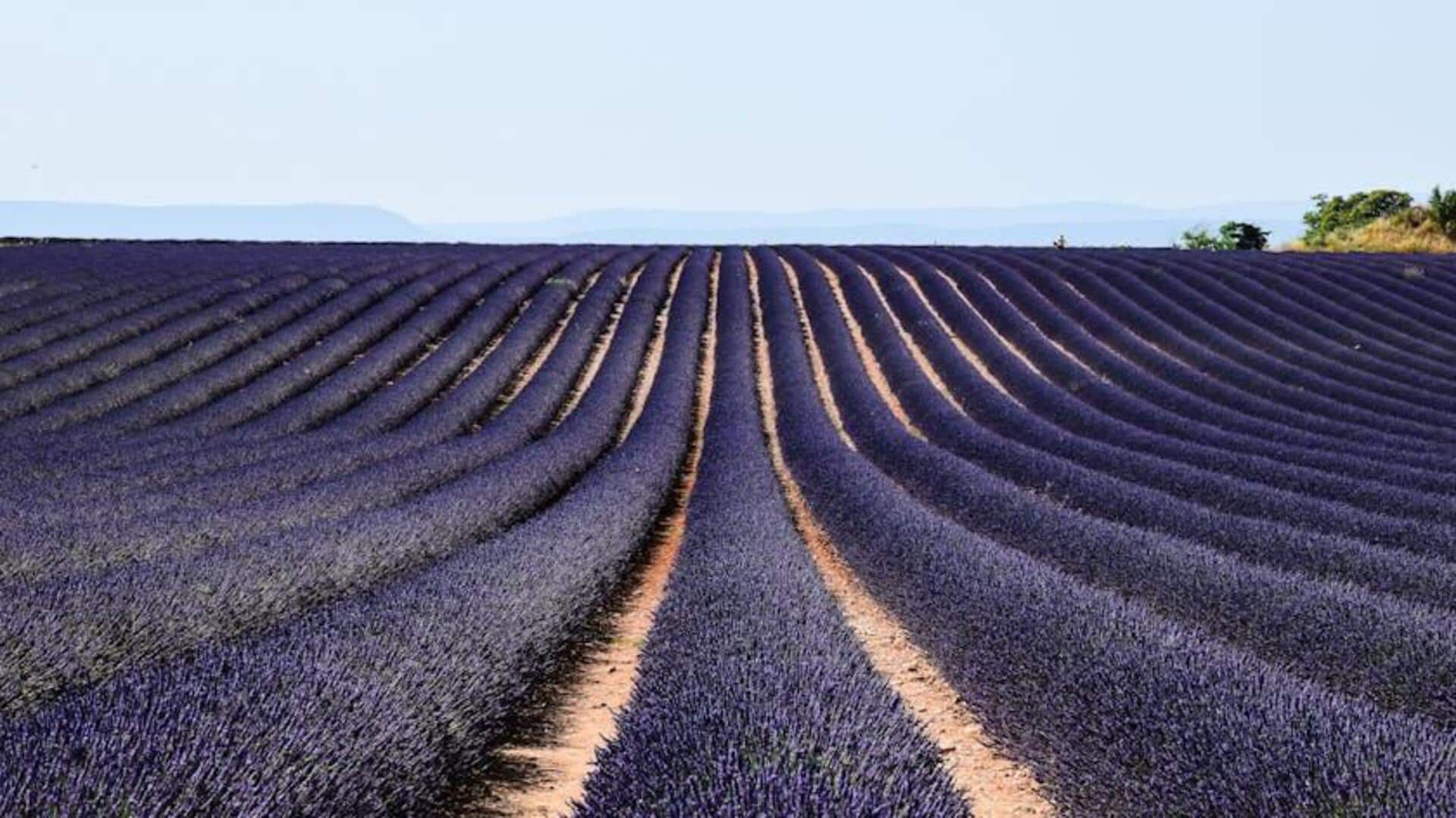 Ladang Lavender Memikat di Provence, Prancis