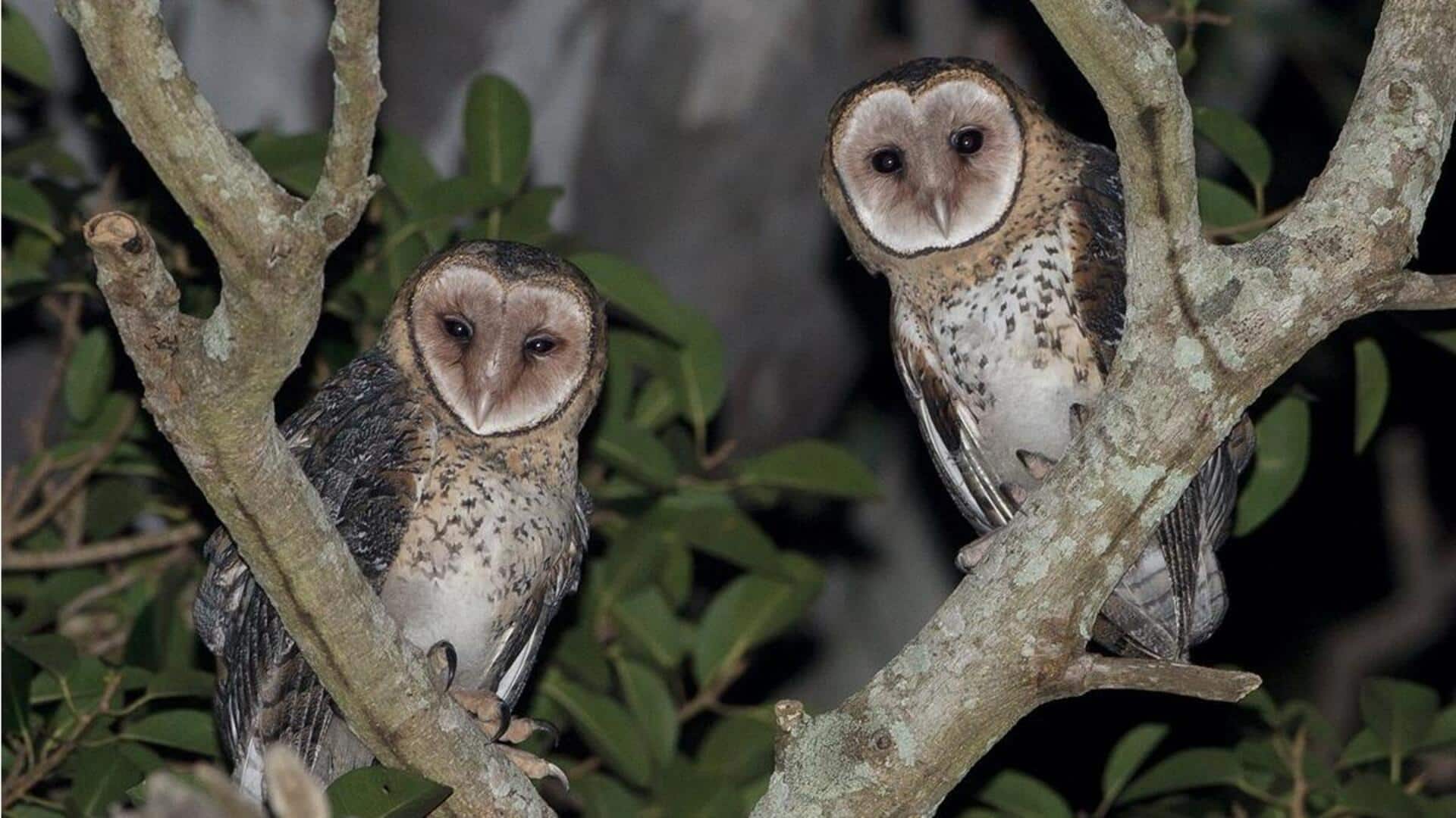 Mengungkap Kebiasaan Malam Burung Hantu
