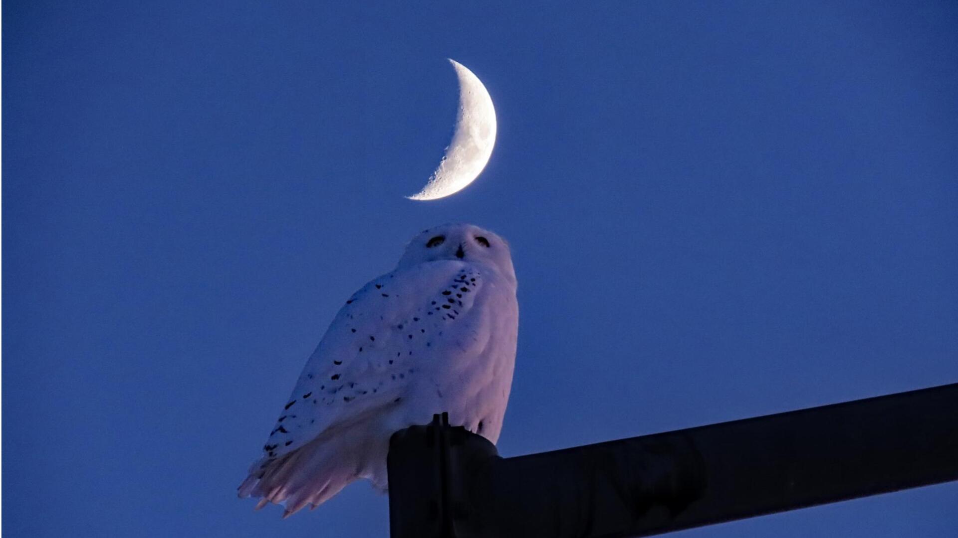 Menjelajahi Fakta Menarik tentang Keterikatan Burung Hantu pada Fase Bulan