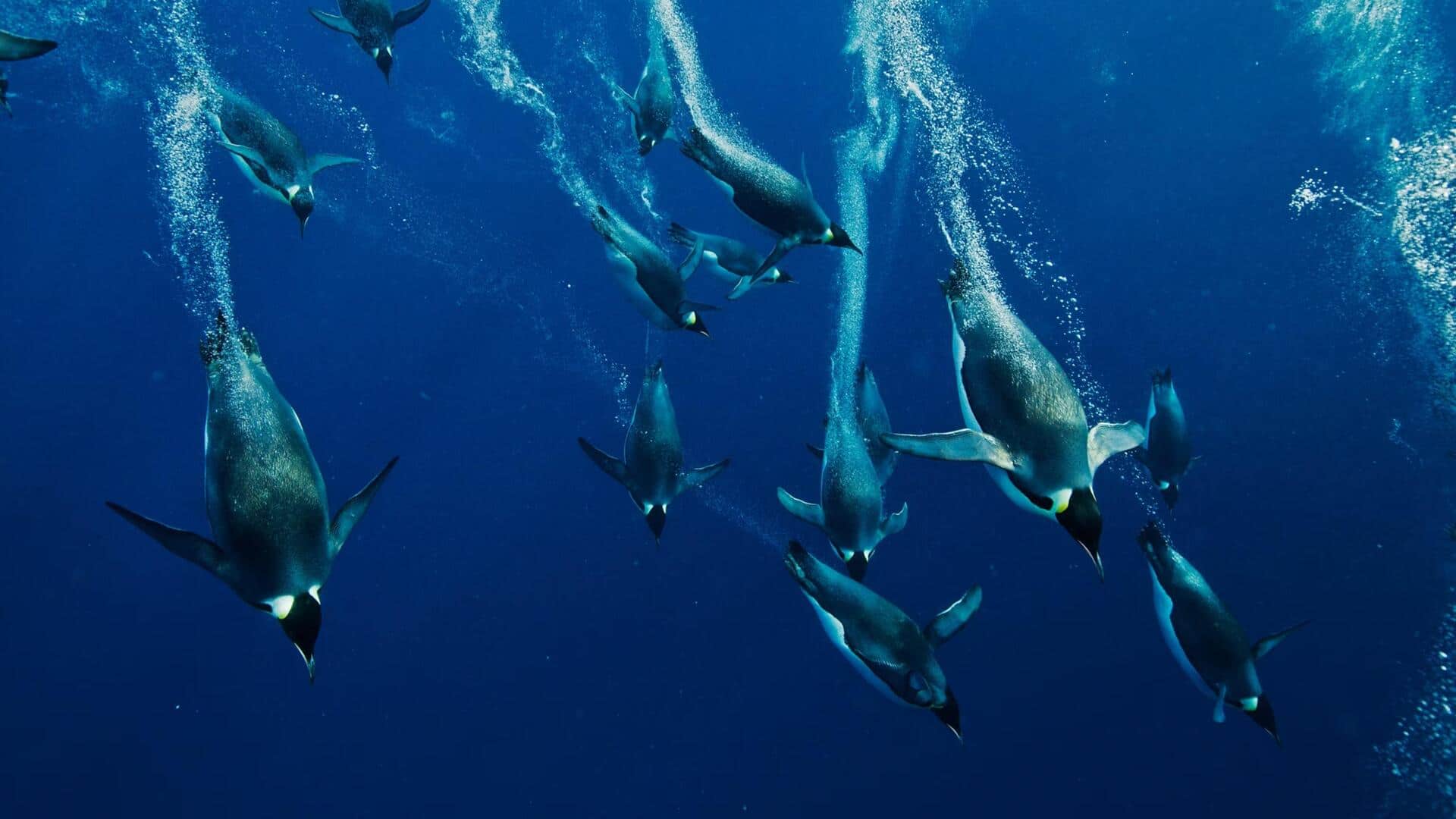 Mengungkap Rahasia Kamuflase Penguin di Bawah Air