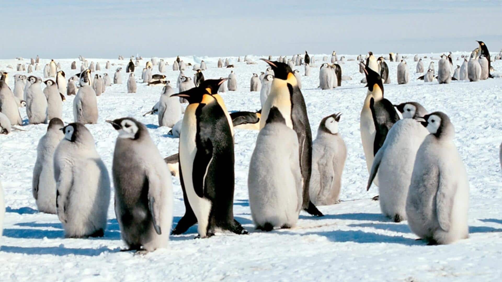 Rahasia Penguin dalam Bertahan Hidup di Kerajaan Es